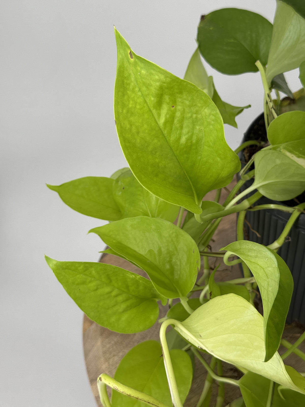 EPIPREMNUM PIN GOLDEN POTHOS HANGING