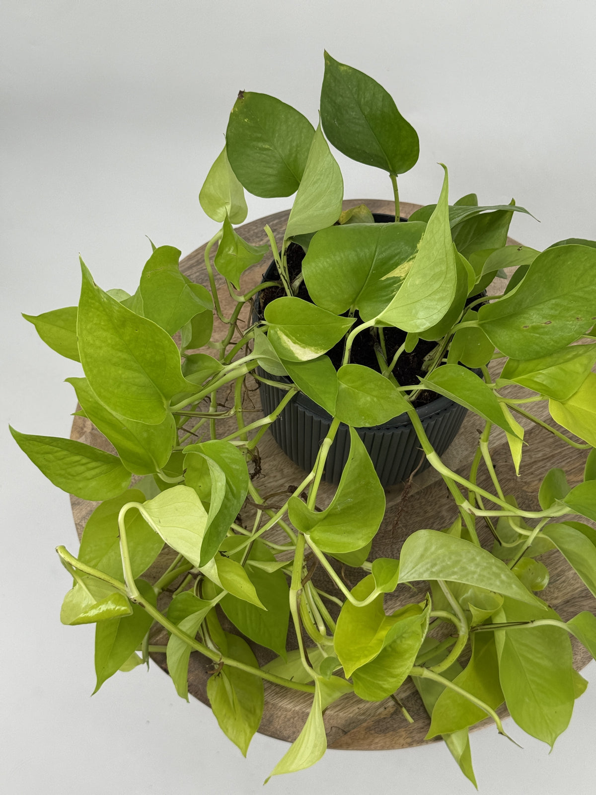 EPIPREMNUM PIN GOLDEN POTHOS HANGING