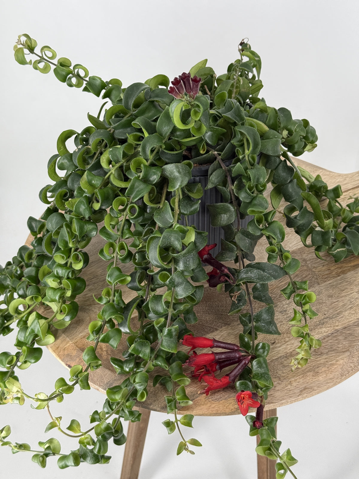 AESCHYNANTHUS MEZCLADO
