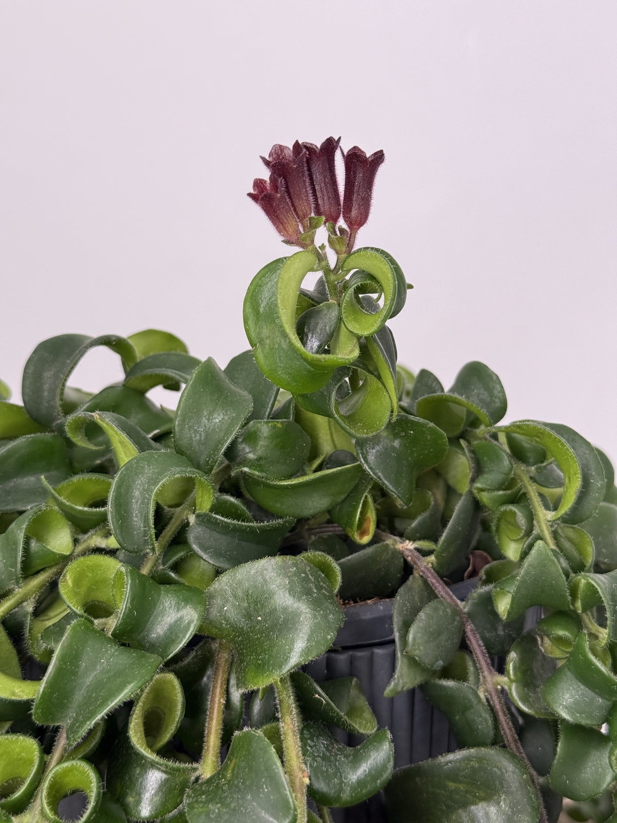 AESCHYNANTHUS MEZCLADO