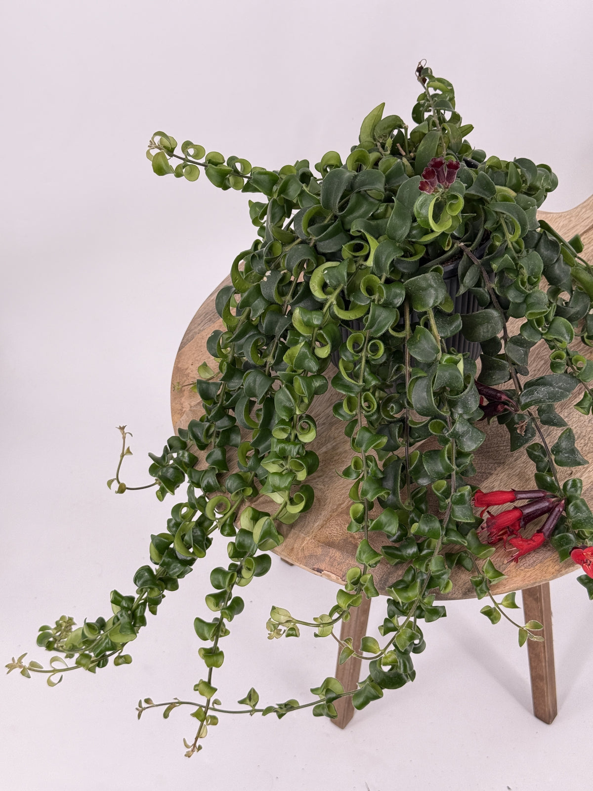 AESCHYNANTHUS MEZCLADO