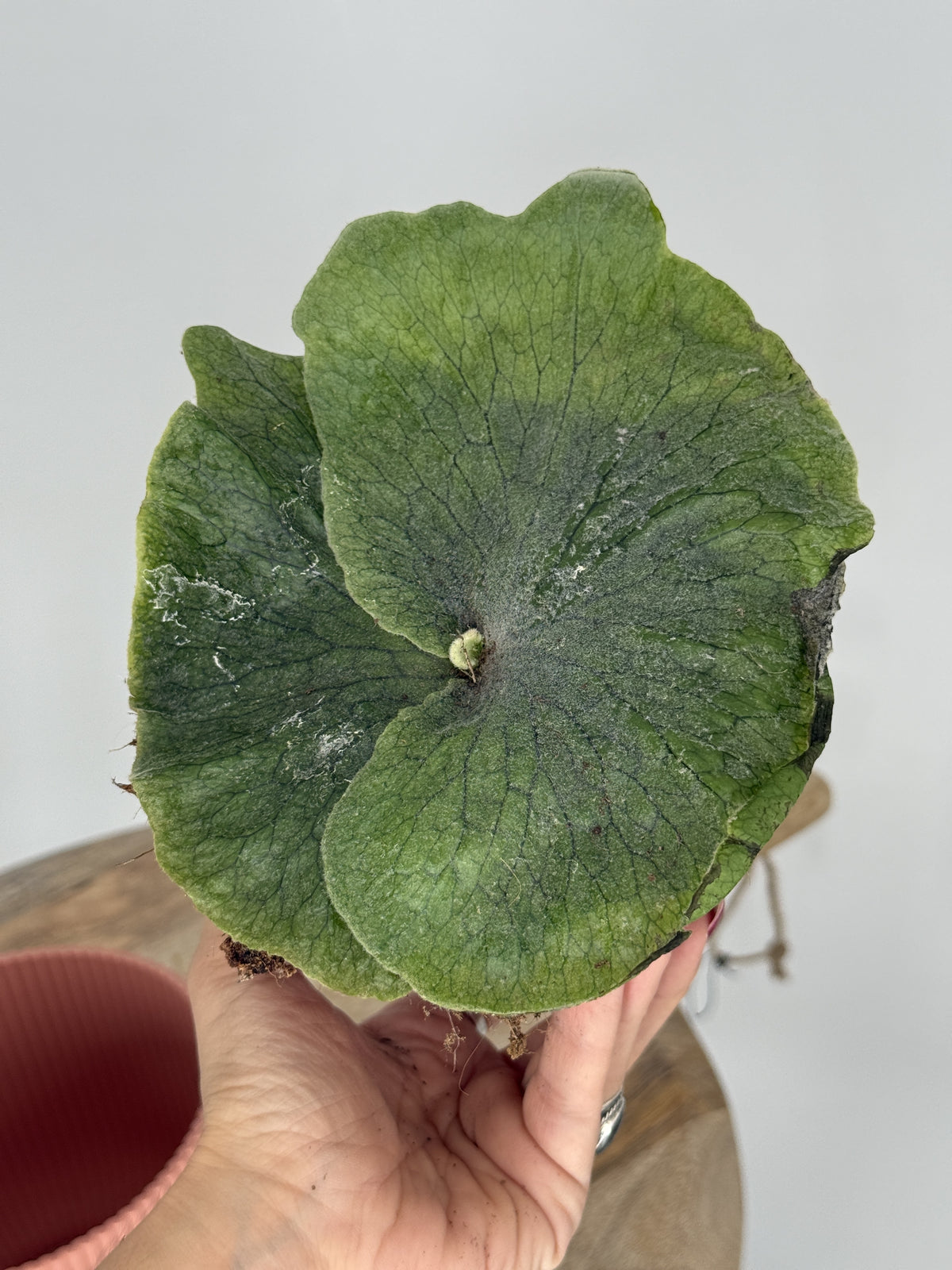 PLATYCERIUM SUPERBUM M12