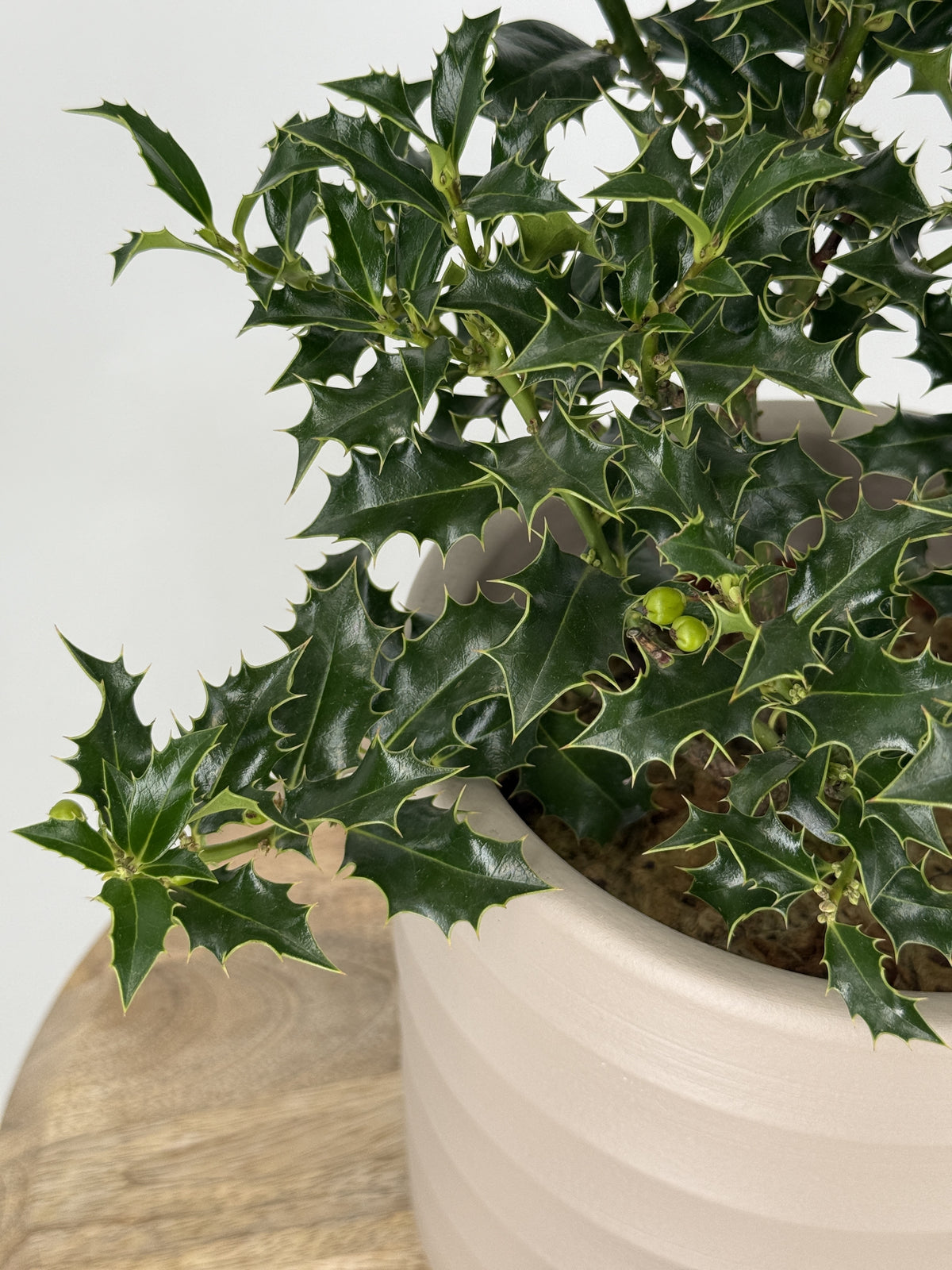 ILEX AQUIFOLIUM "ALASKA" 2.5L