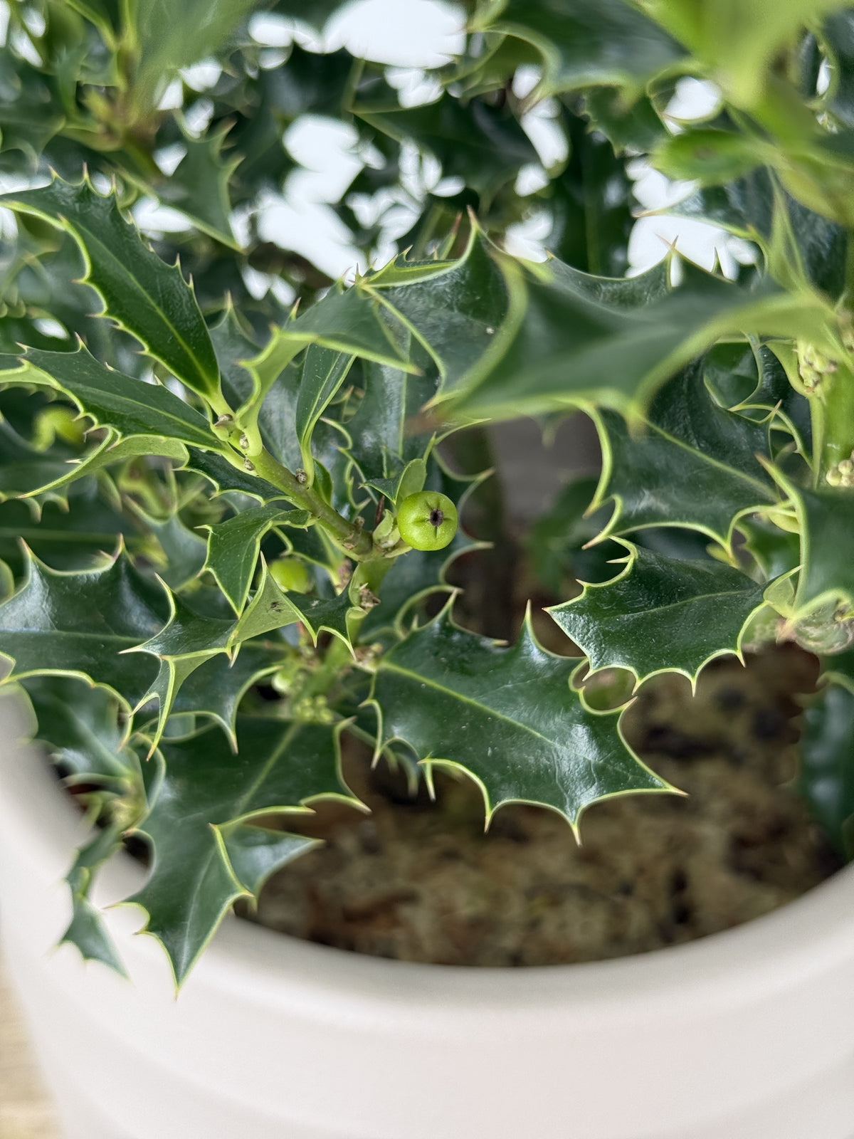 ILEX AQUIFOLIUM "ALASKA" 2.5L