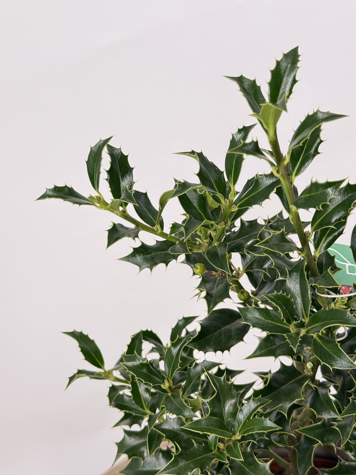 ILEX AQUIFOLIUM "ALASKA" 2.5L