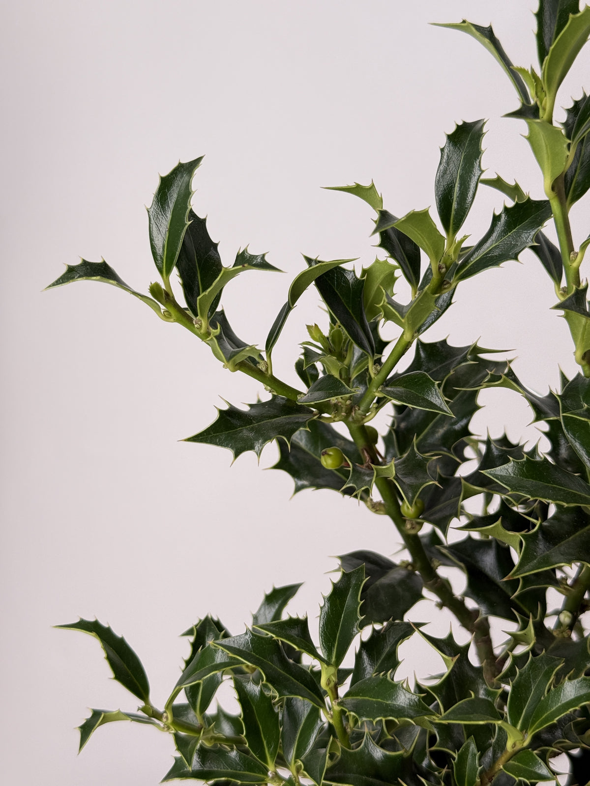 ILEX AQUIFOLIUM "ALASKA" 2.5L