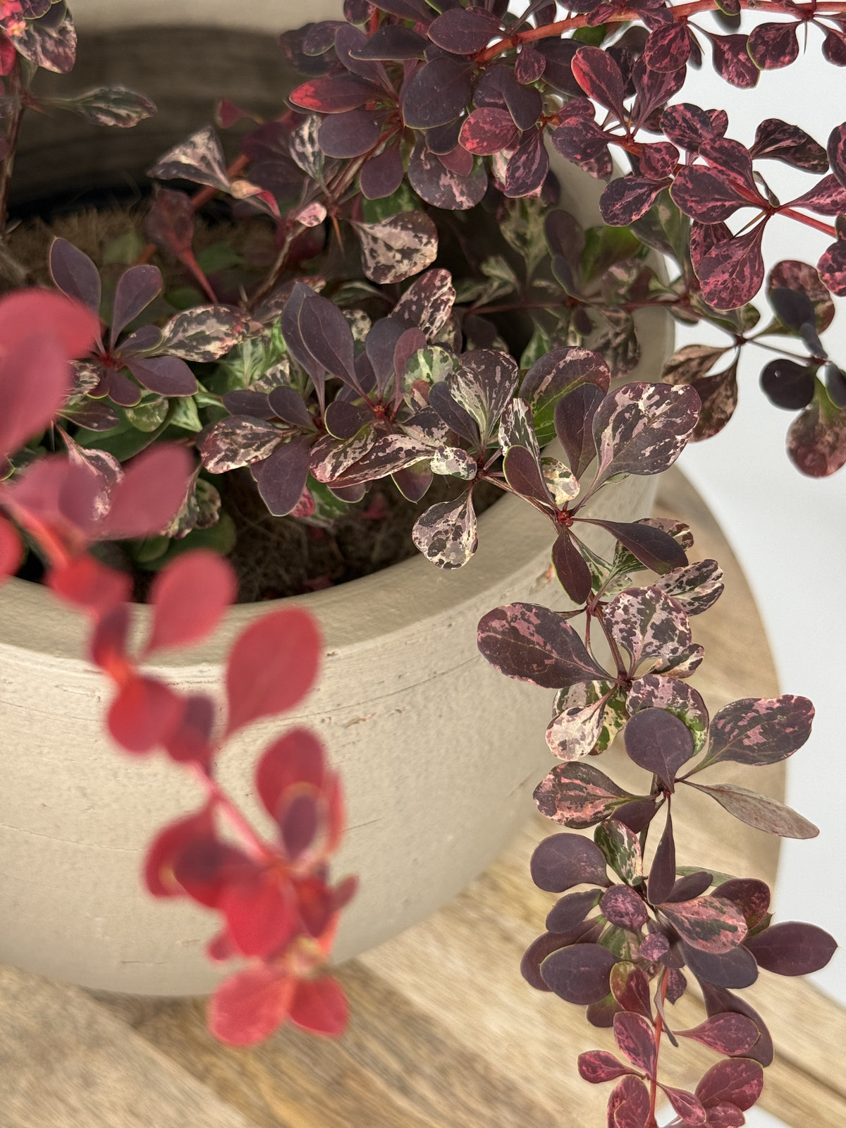 BERBERIS PINK QUEEN 3L