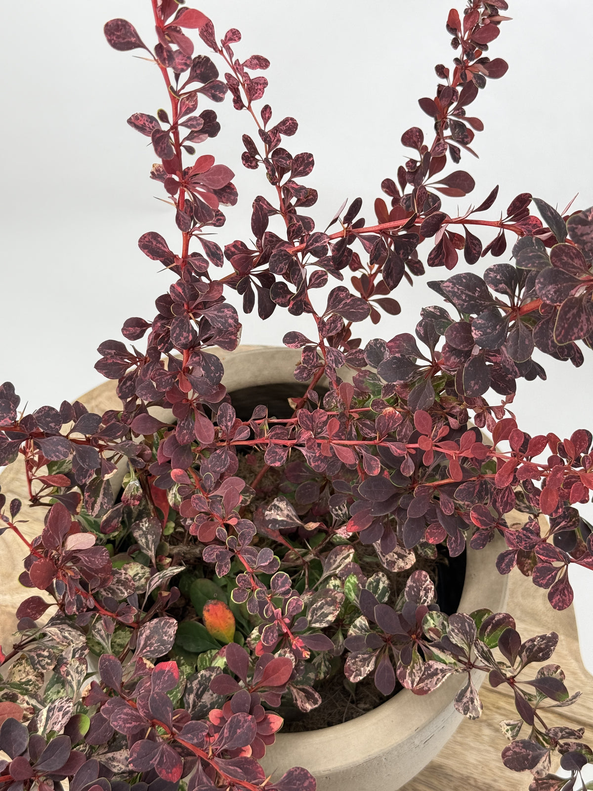 BERBERIS PINK QUEEN 3L