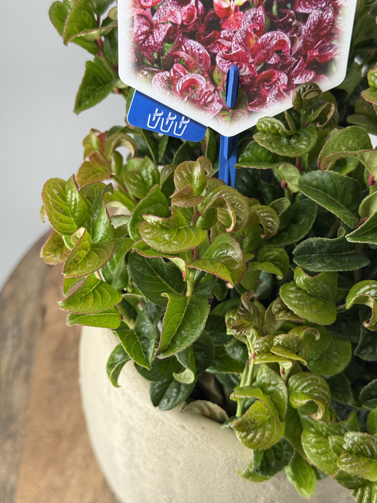 LEUCOTHOE AXI. CRURLY ROJO M17