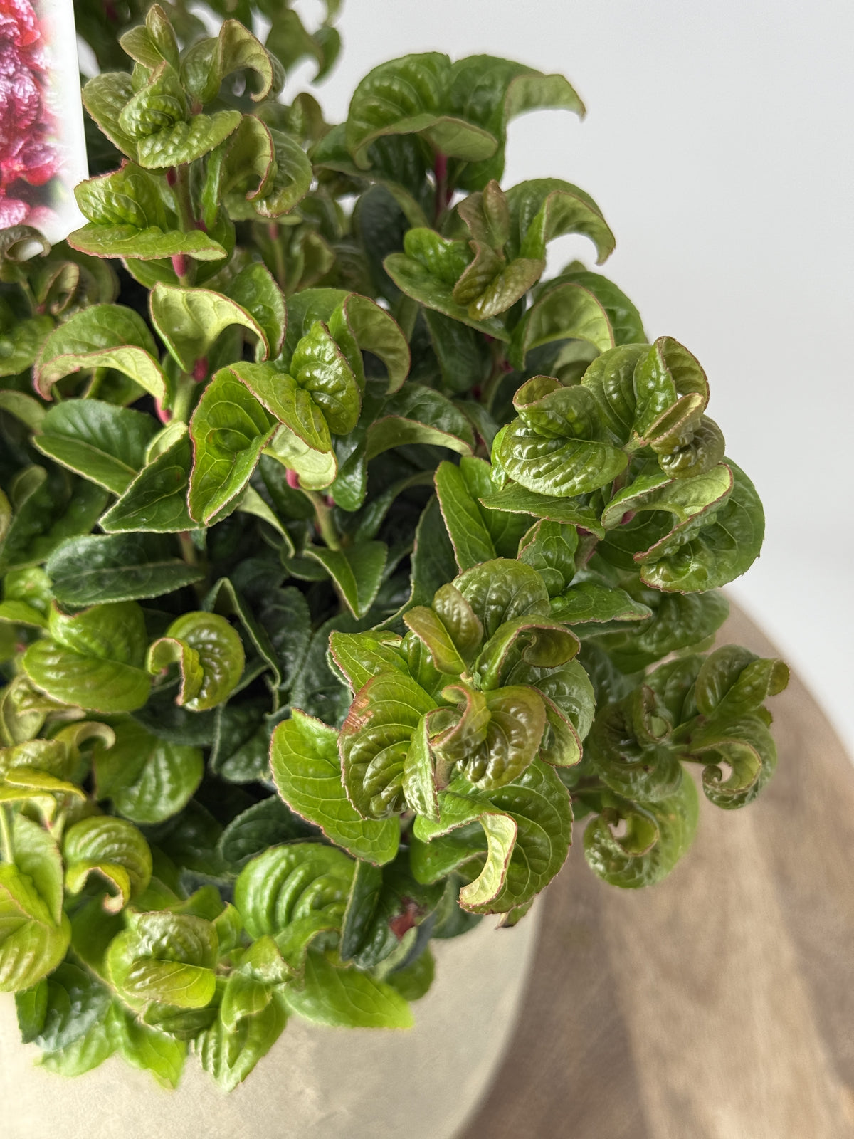 LEUCOTHOE AXI. CRURLY ROJO M17