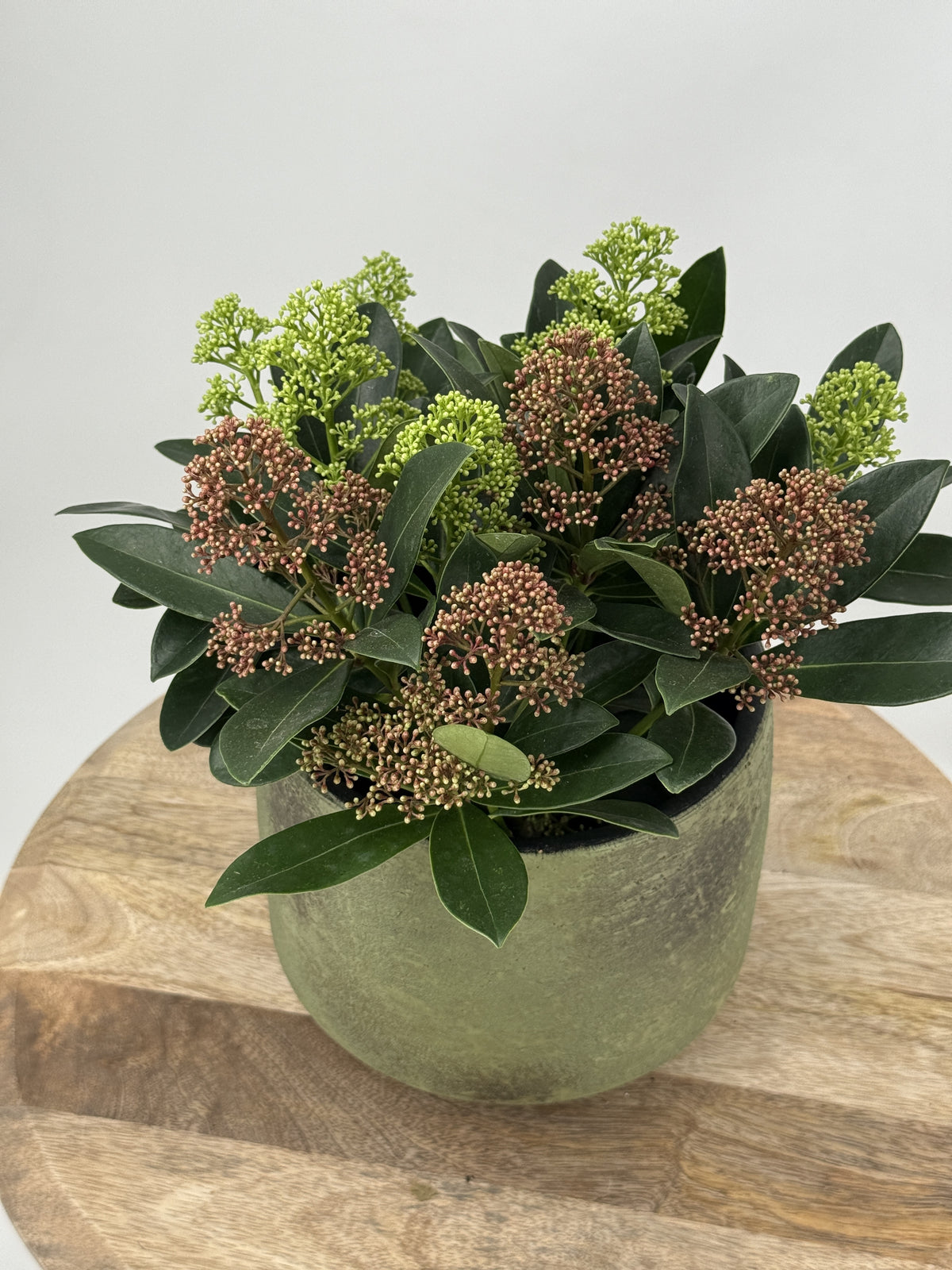 SKIMMIA JAP BICOLOR M13