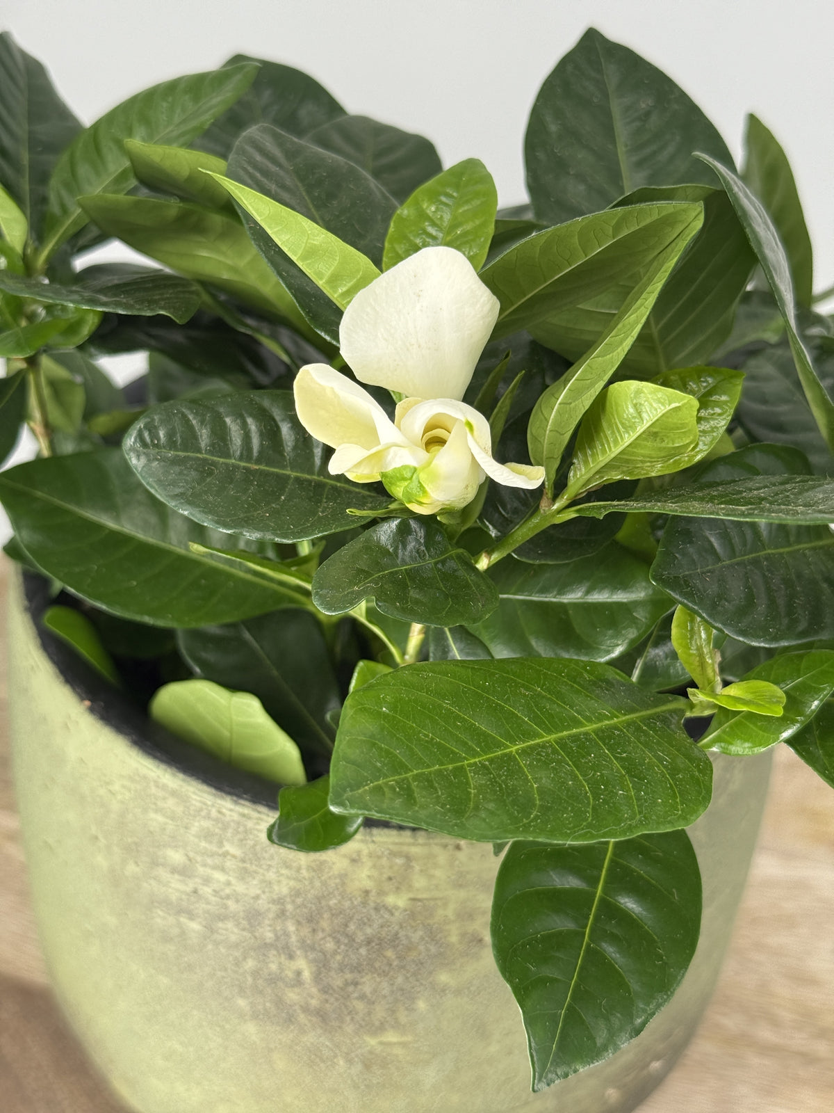 GARDENIA JASMINOIDES BLANCO M13