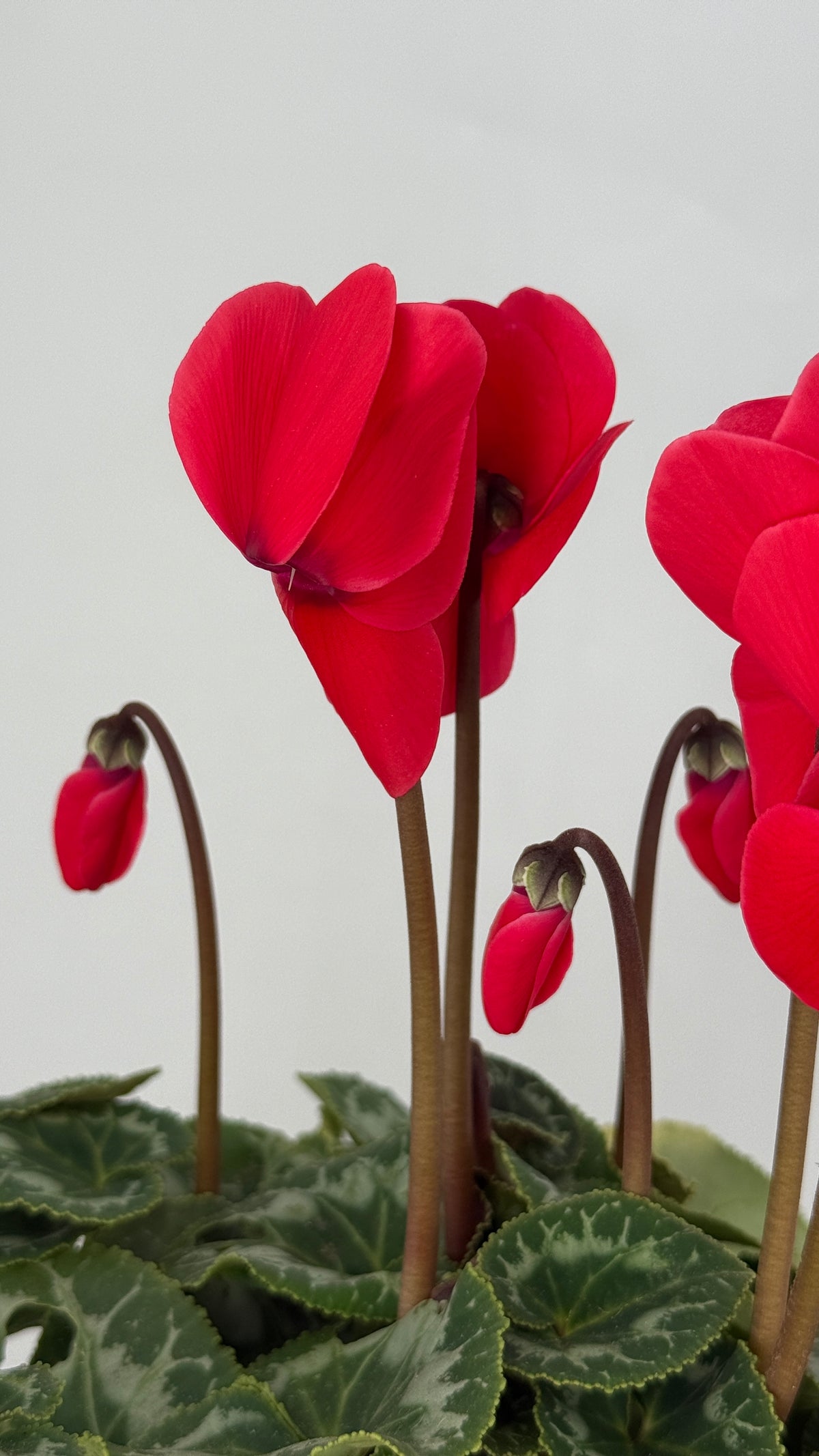 CYCLAMEN