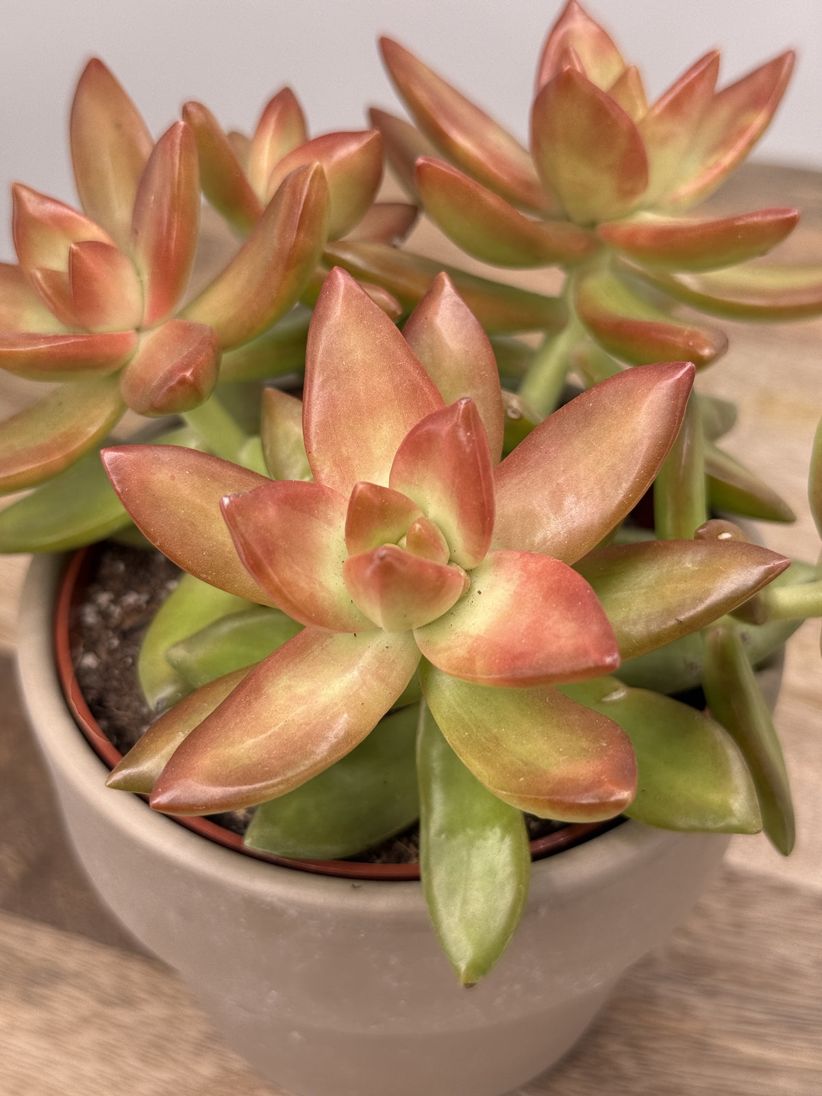 SEDUM ADOLPHII M10,5