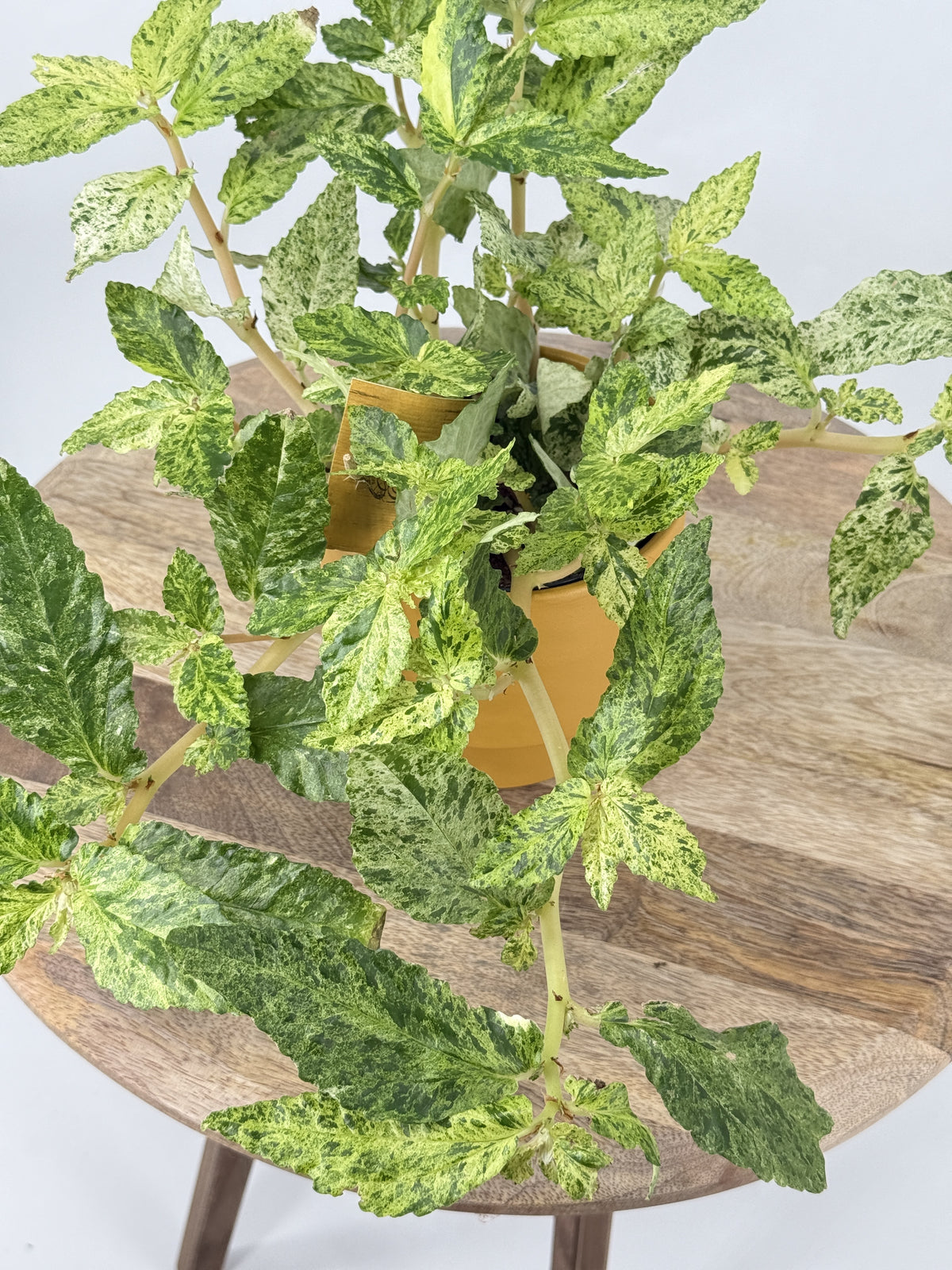 PELLIONIA REPENS VARIEGATA M10,5