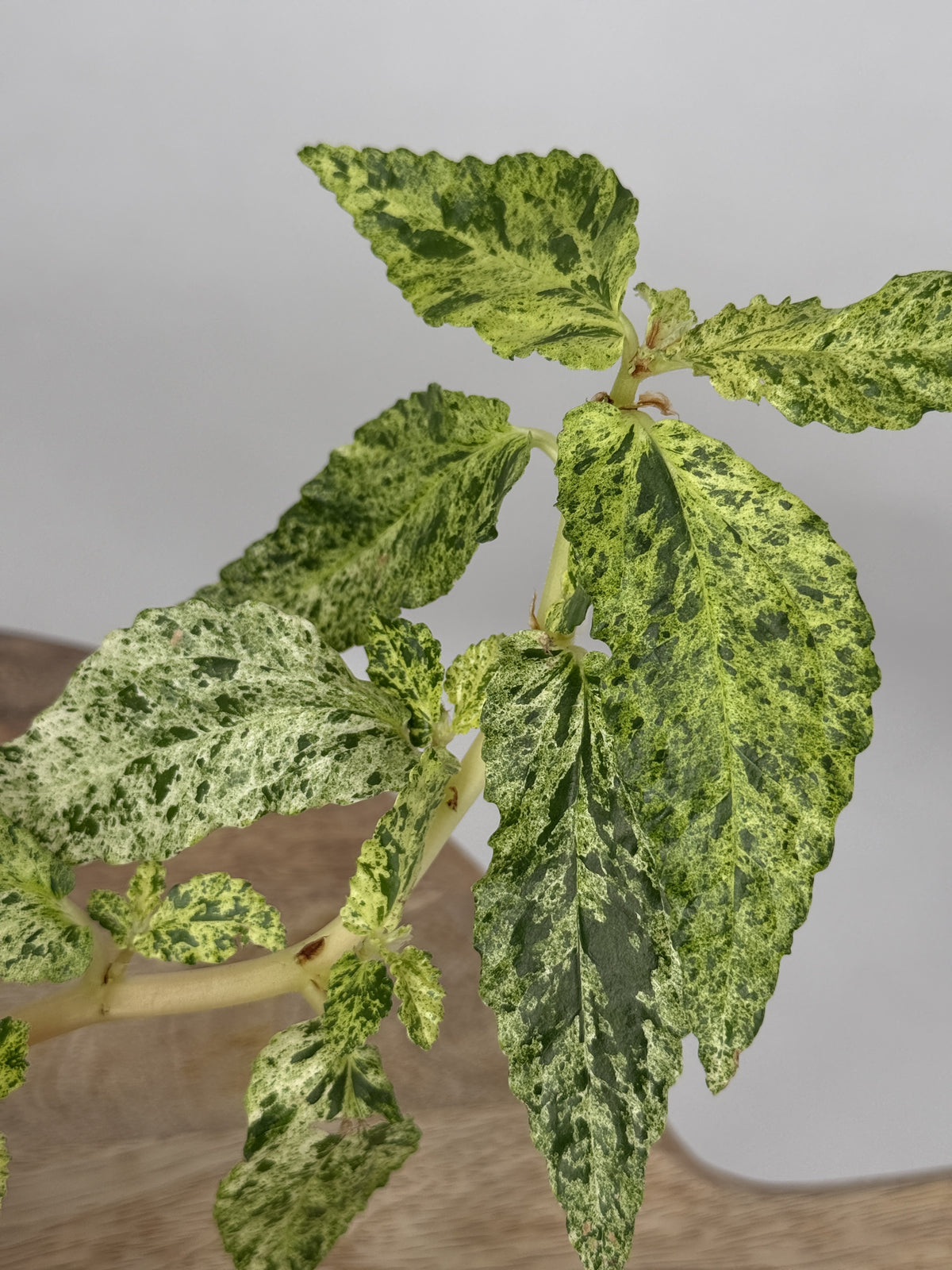 PELLIONIA REPENS VARIEGATA M10,5