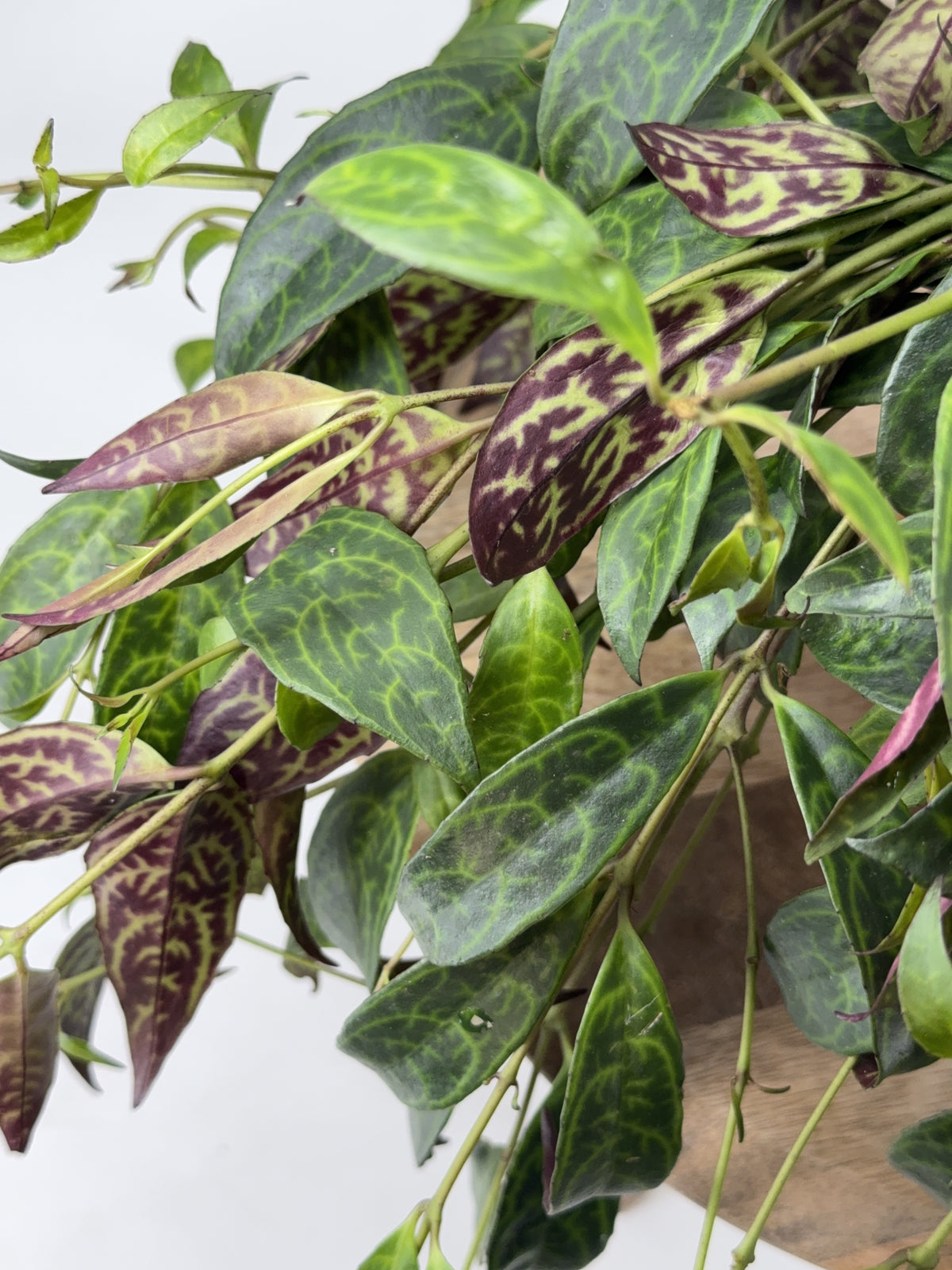 AESCHYNANTHUS MARMORATUS