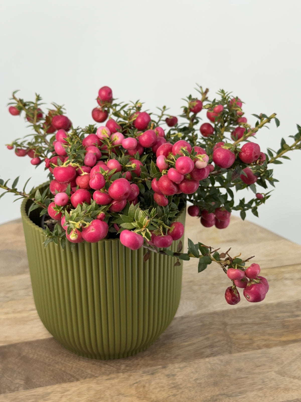 GAULTHERIA EXTRA