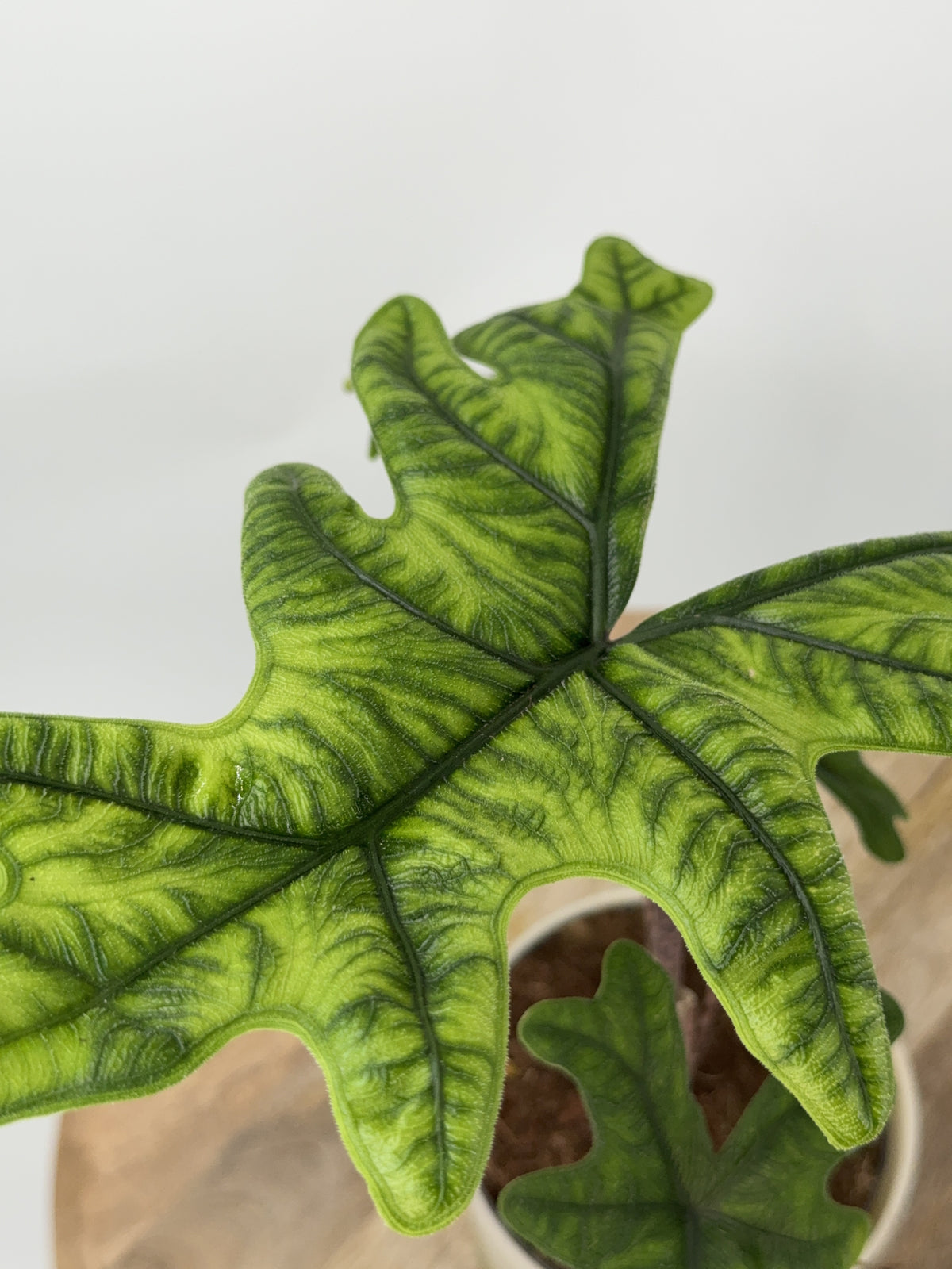 ALOCASIA JACKLYN M14