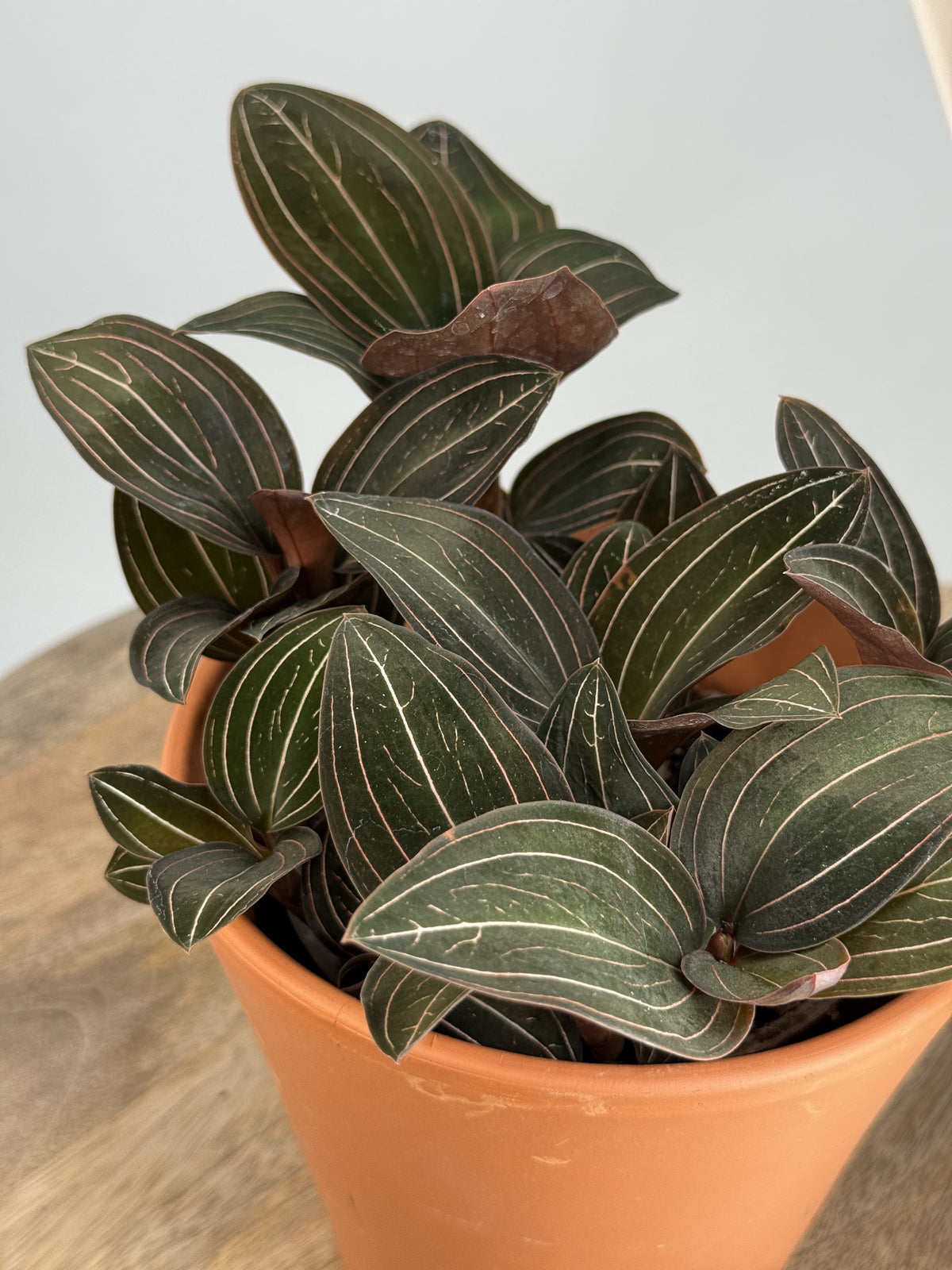 LUDISIA DISCOLOR M12