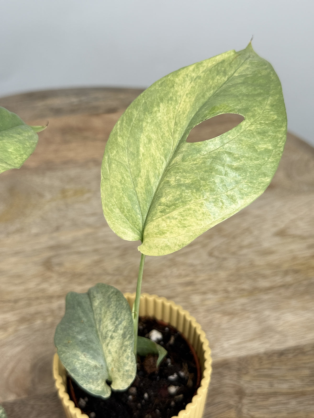 MONSTERA AMYDRIUM SILVER VARIEGATA M6