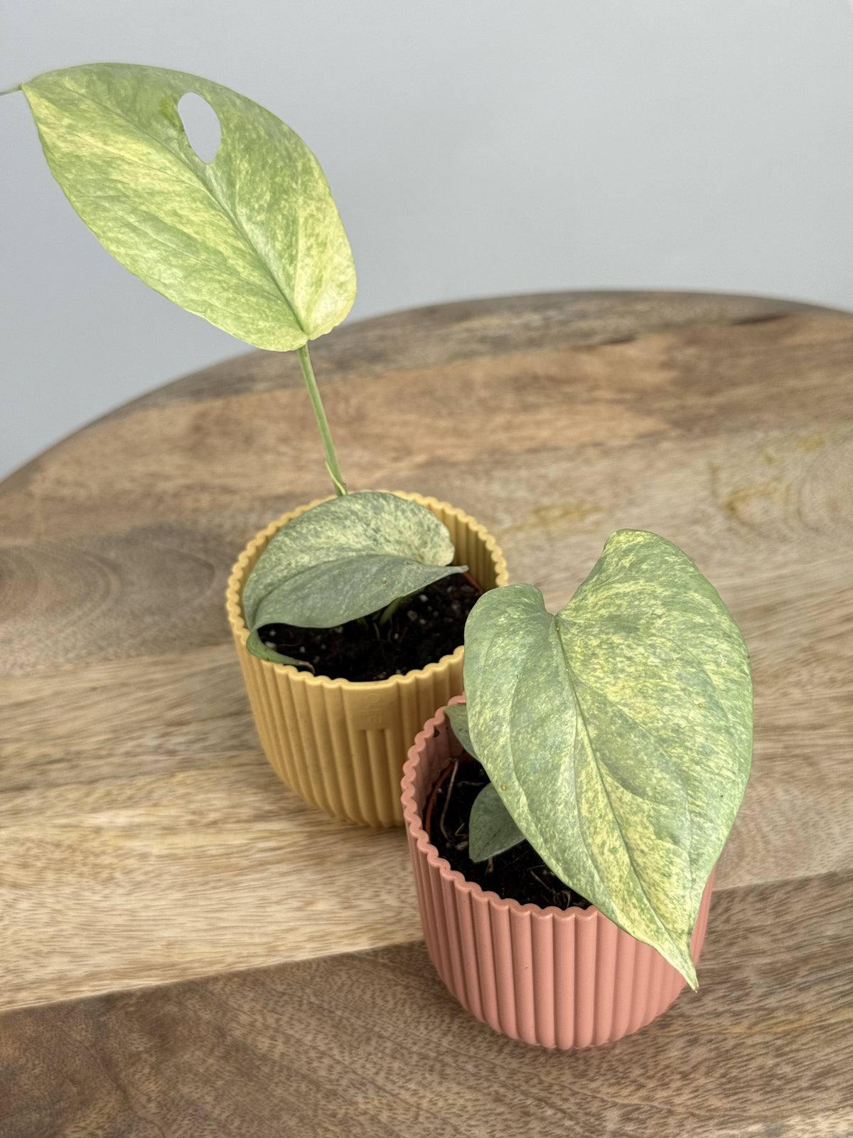 MONSTERA AMYDRIUM SILVER VARIEGATA M6