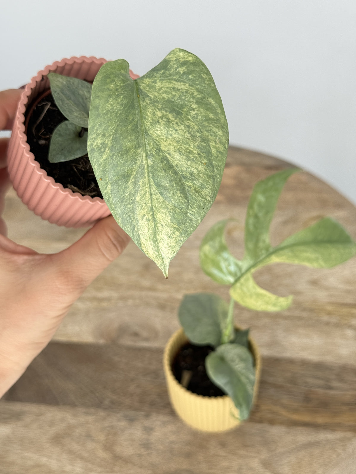 MONSTERA AMYDRIUM SILVER VARIEGATA M6
