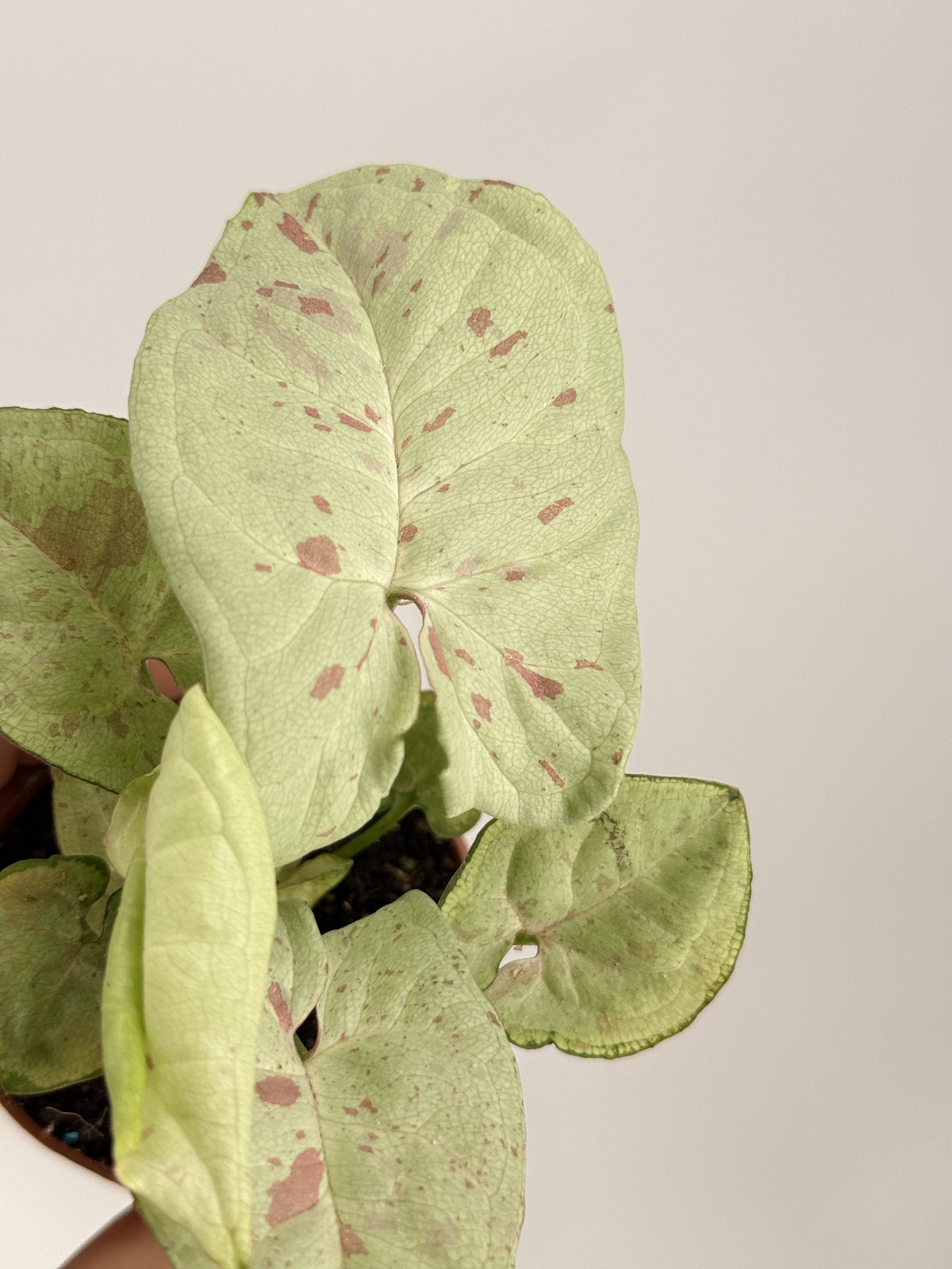 SYNGONIUM CONFETTI M6
