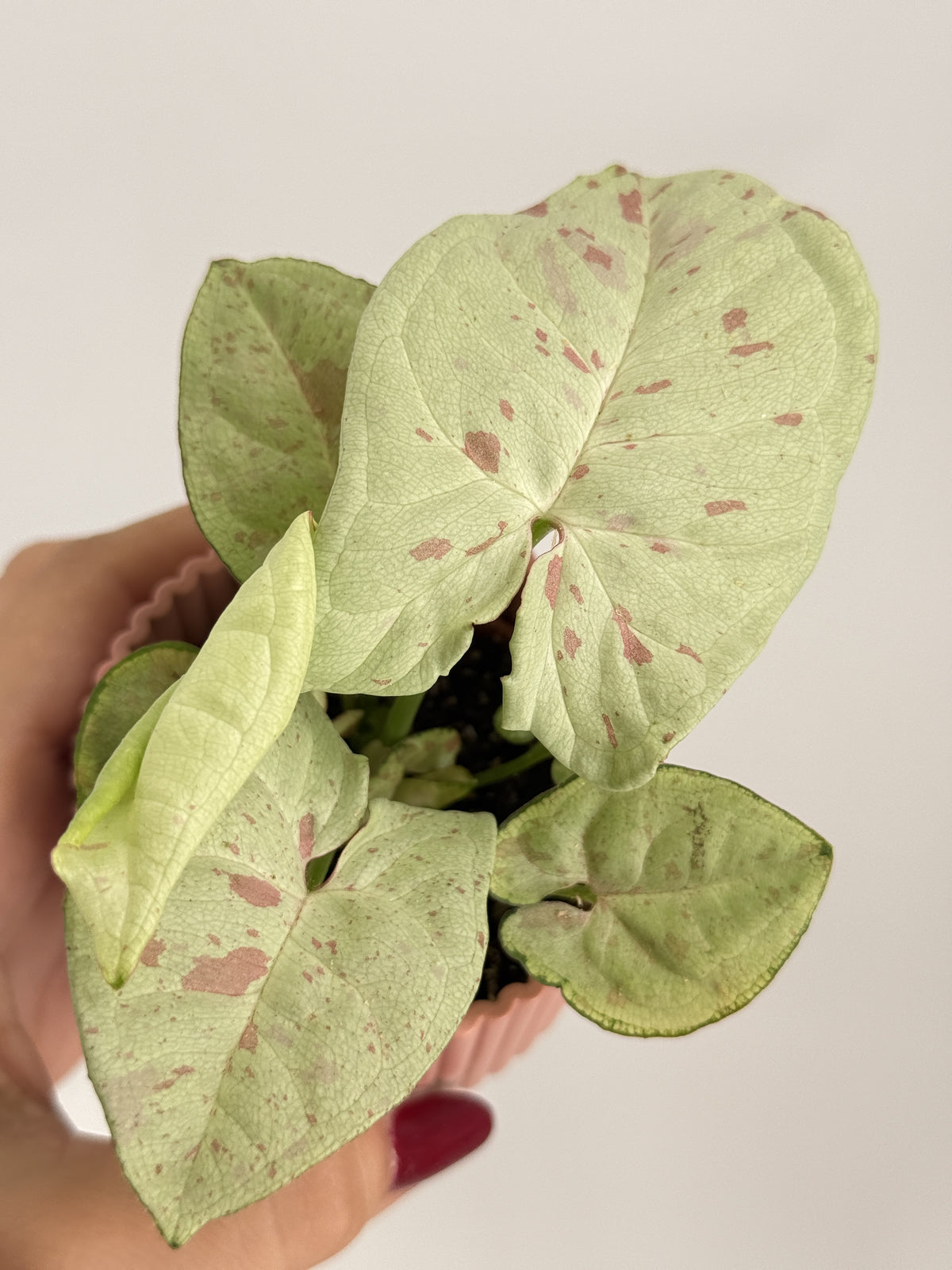 SYNGONIUM CONFETTI M6
