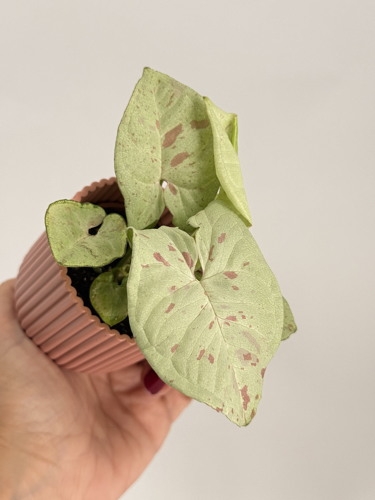 SYNGONIUM CONFETTI M6