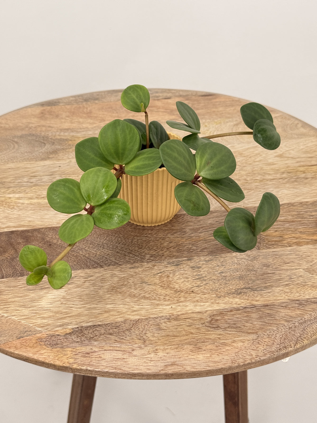 PEPEROMIA TET HOPE M6