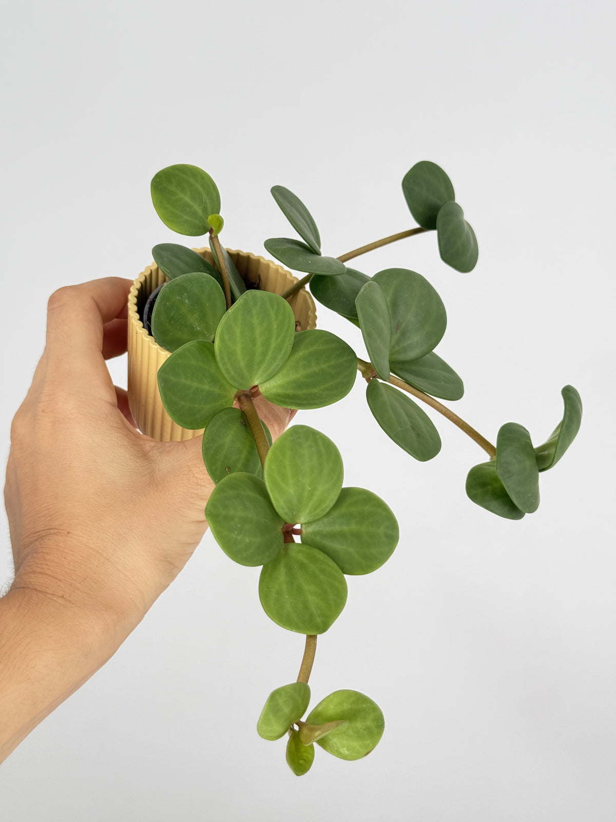 PEPEROMIA TET HOPE M6