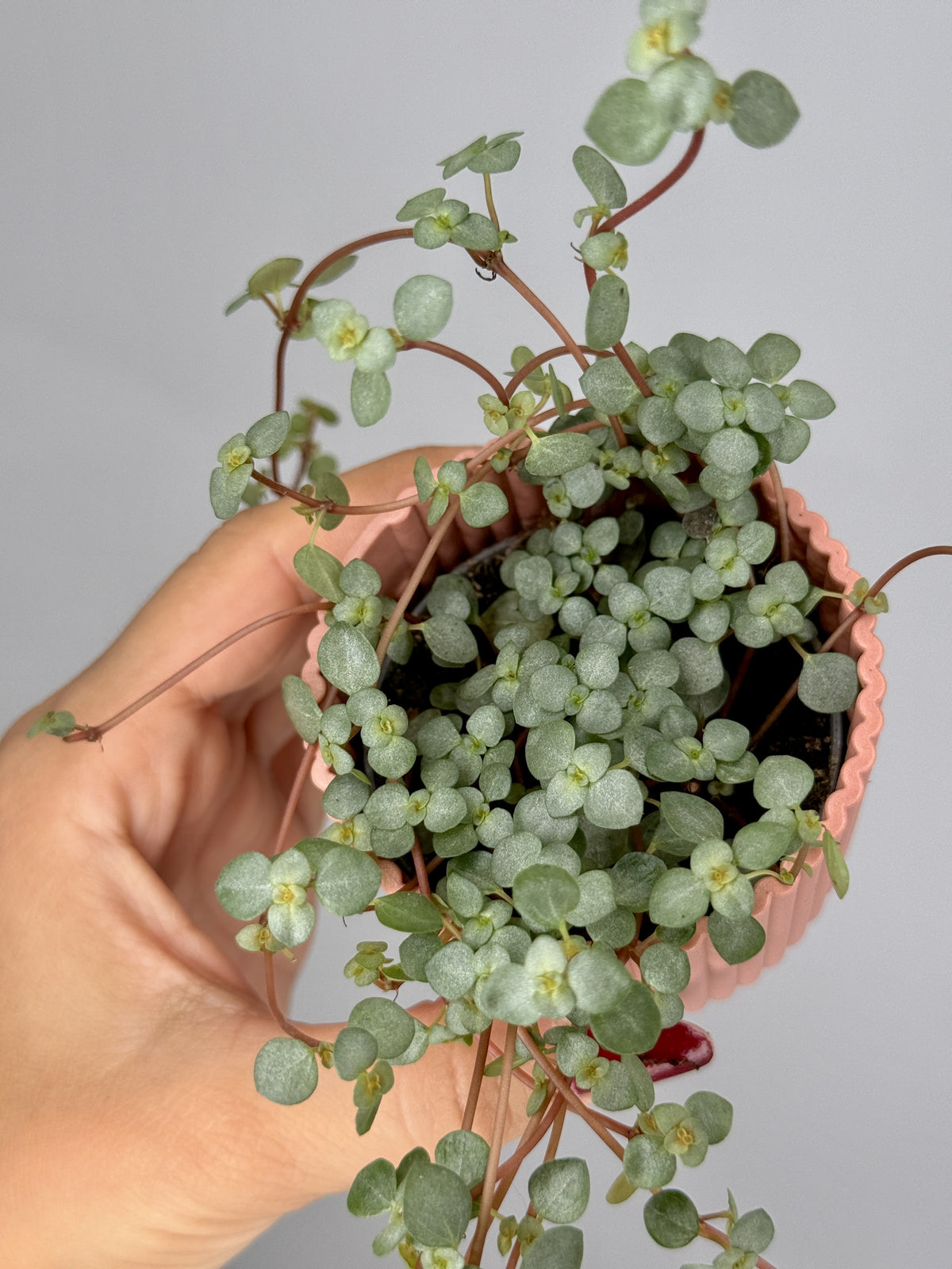 PILEA GLAUCA GREYZY M6