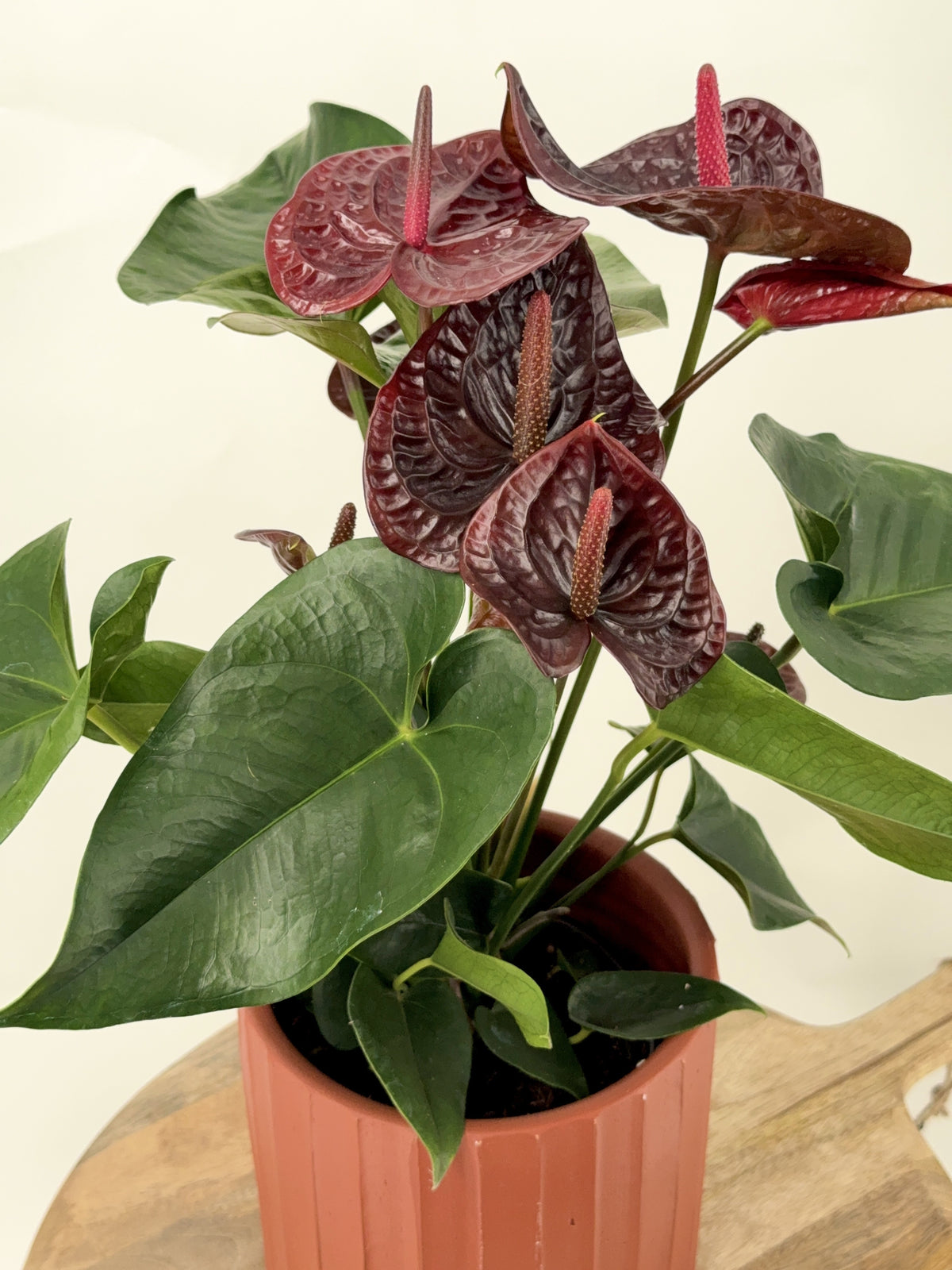 ANTHURIUM ANDR. MIX M17