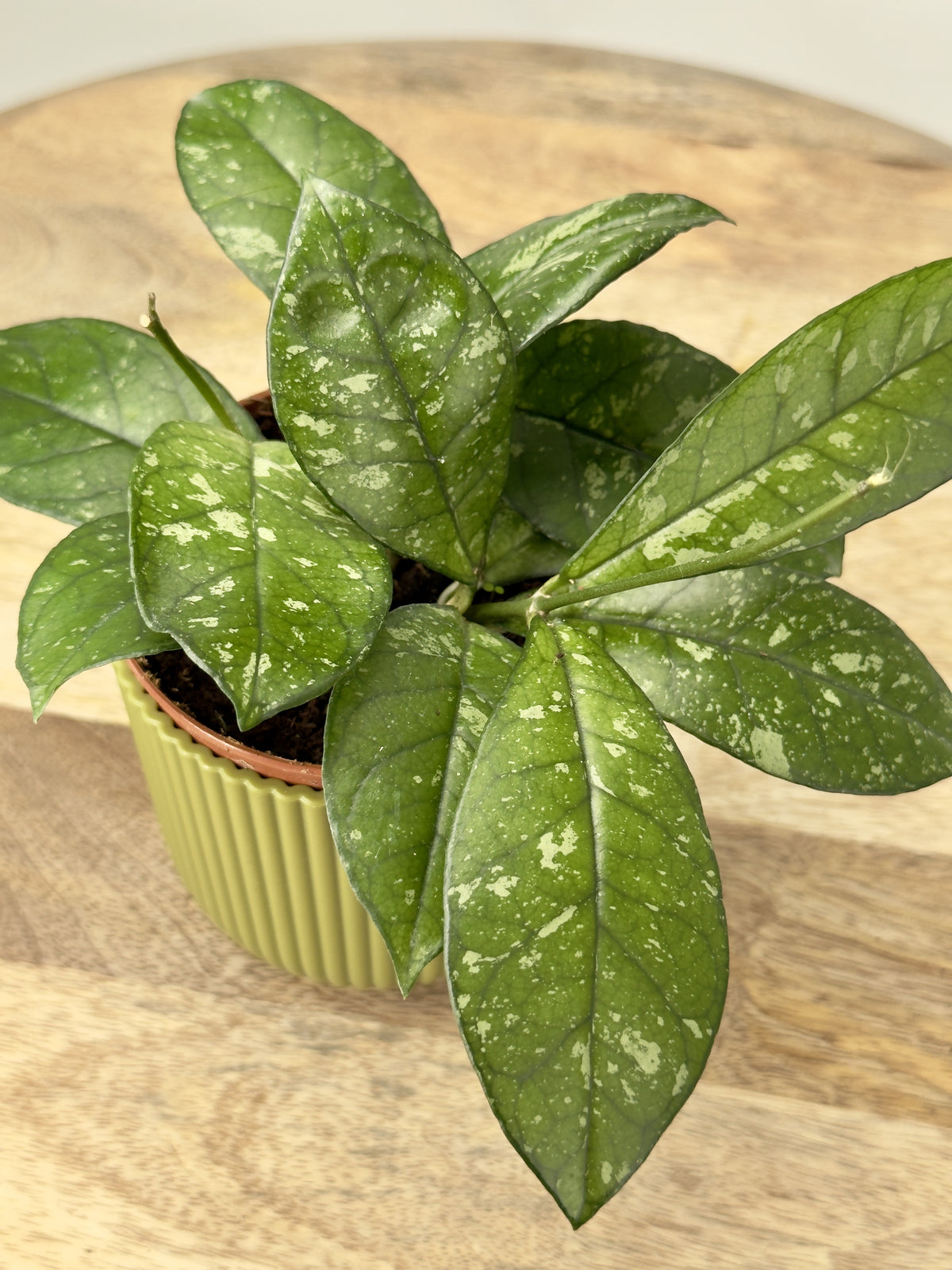 HOYA MIX M9