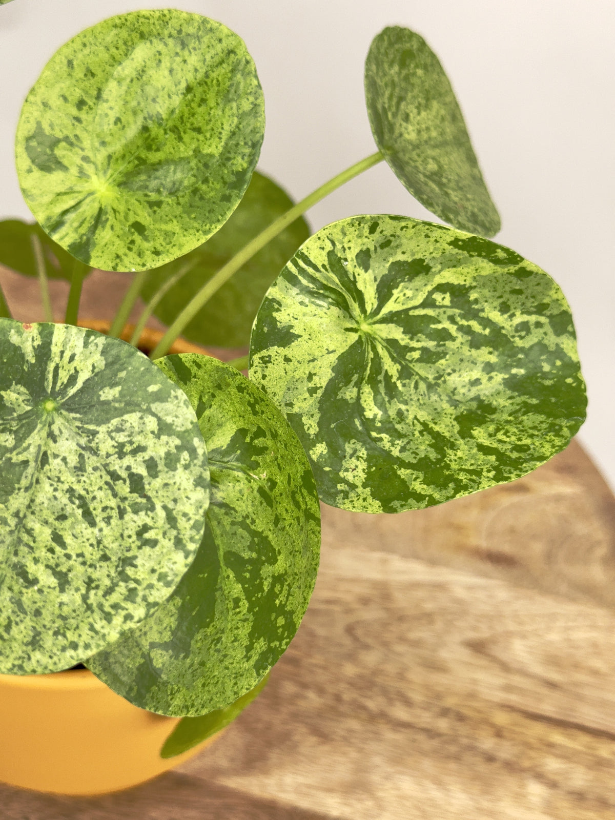 PILEA PEPEROMIOIDES MOJITO M13