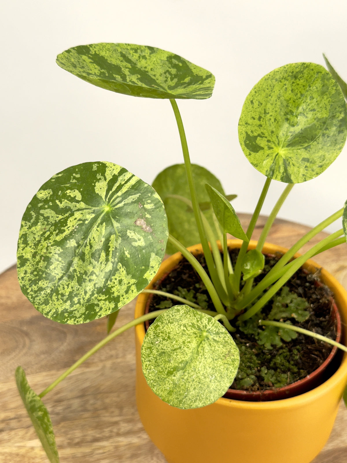 PILEA PEPEROMIOIDES MOJITO M13