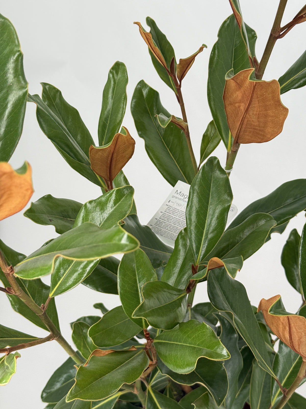 MAGNOLIA GRANDIFLORA 3,5L