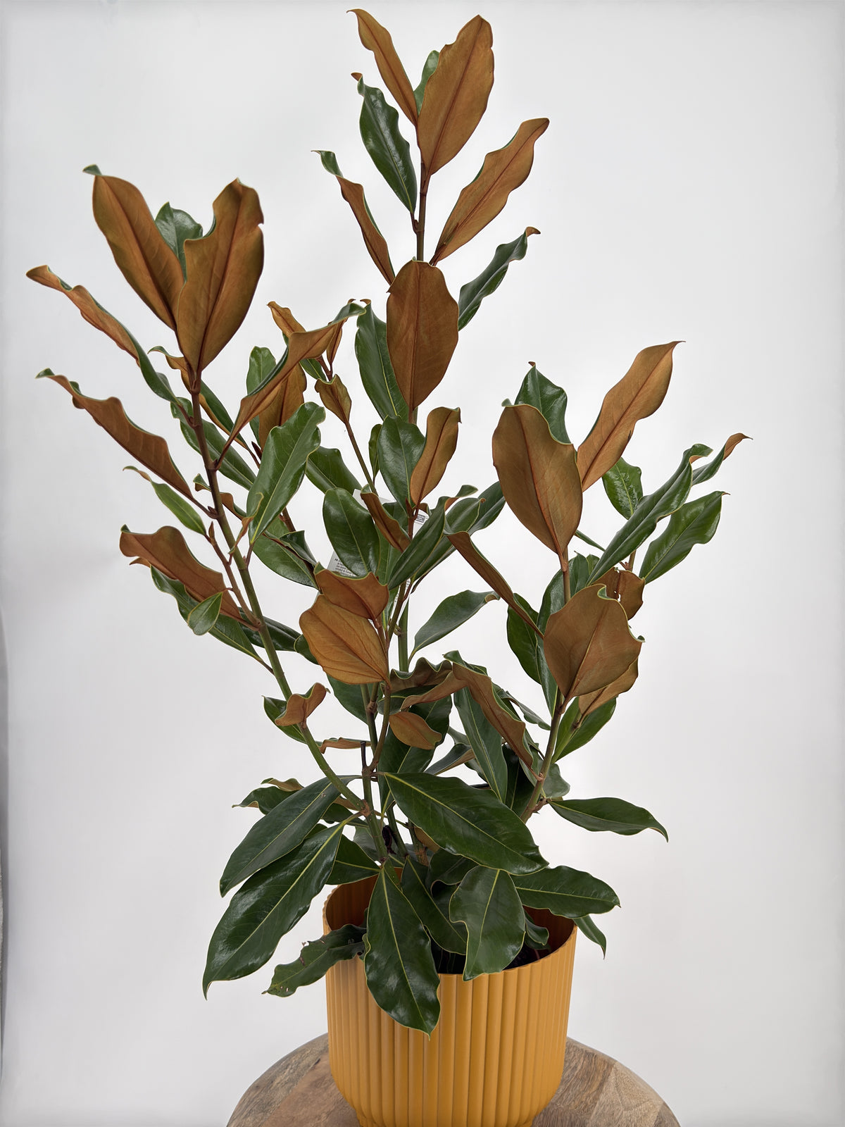 MAGNOLIA GRANDIFLORA 3,5L