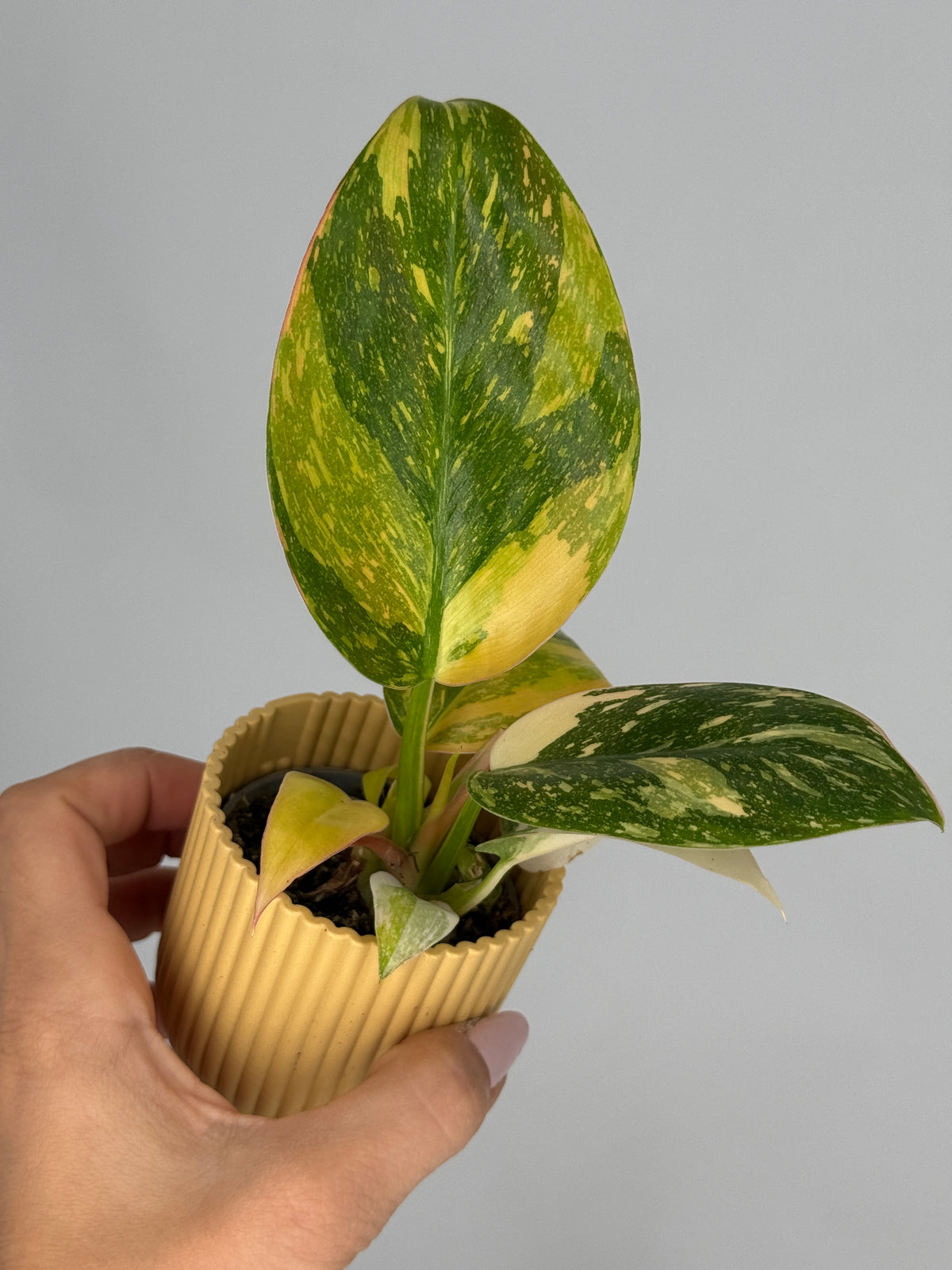 PLANTA EXCLUSIVA M6
