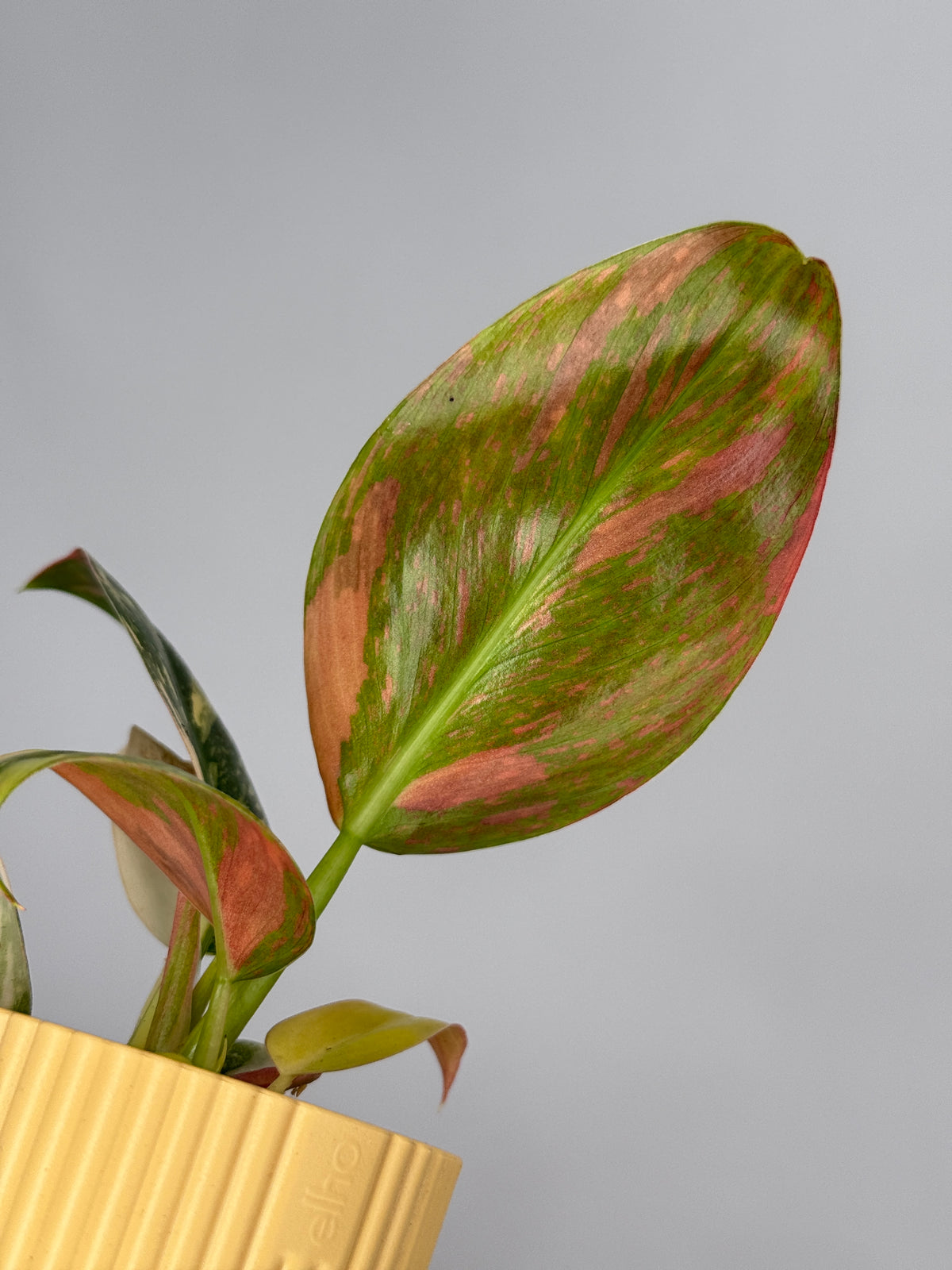 PLANTA EXCLUSIVA M6
