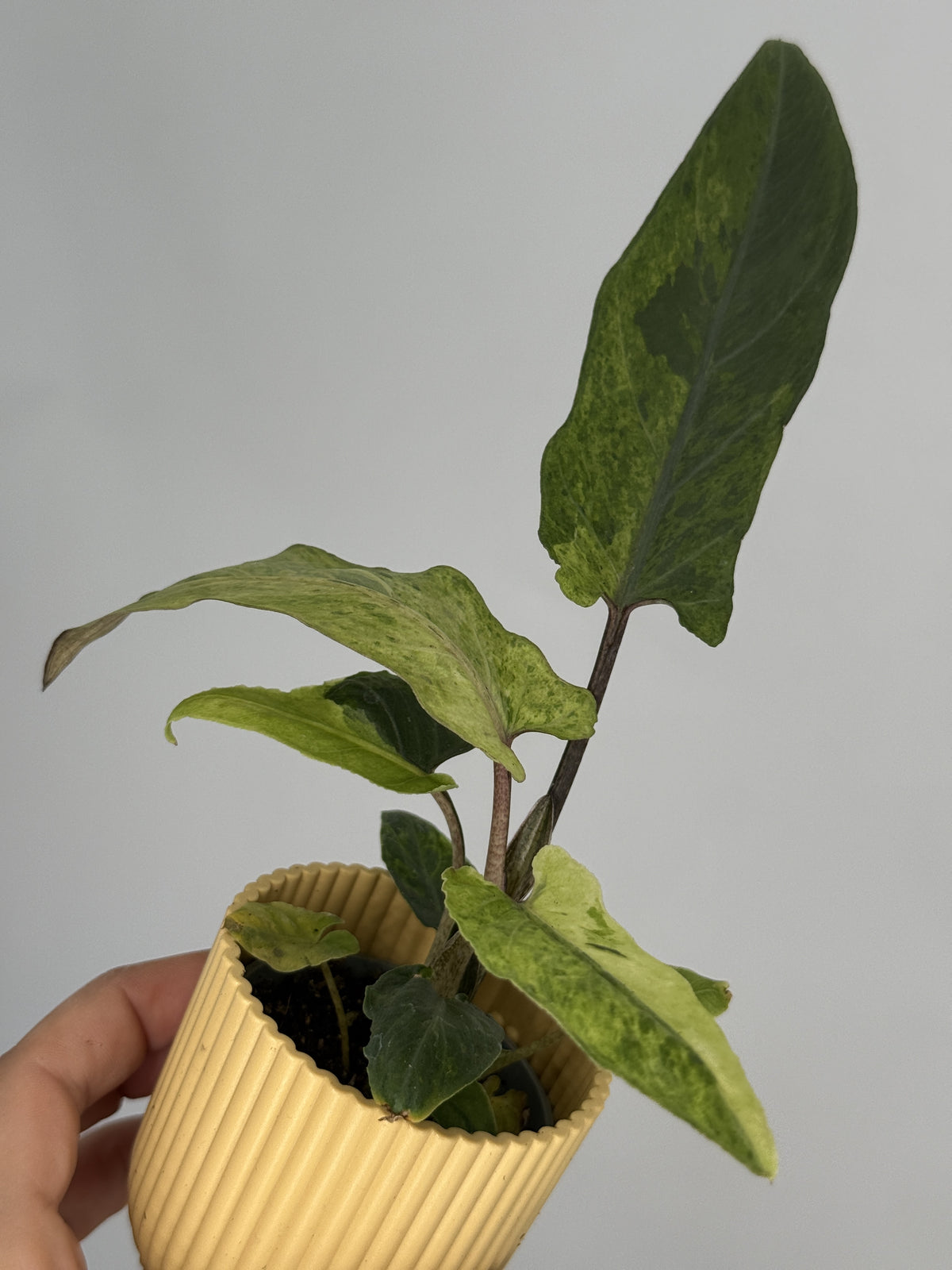 ALOCASIA LAUTERBACHIANA VARIEGATA M6