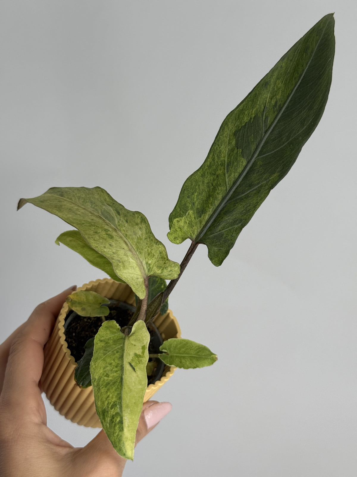 ALOCASIA LAUTERBACHIANA VARIEGATA M6