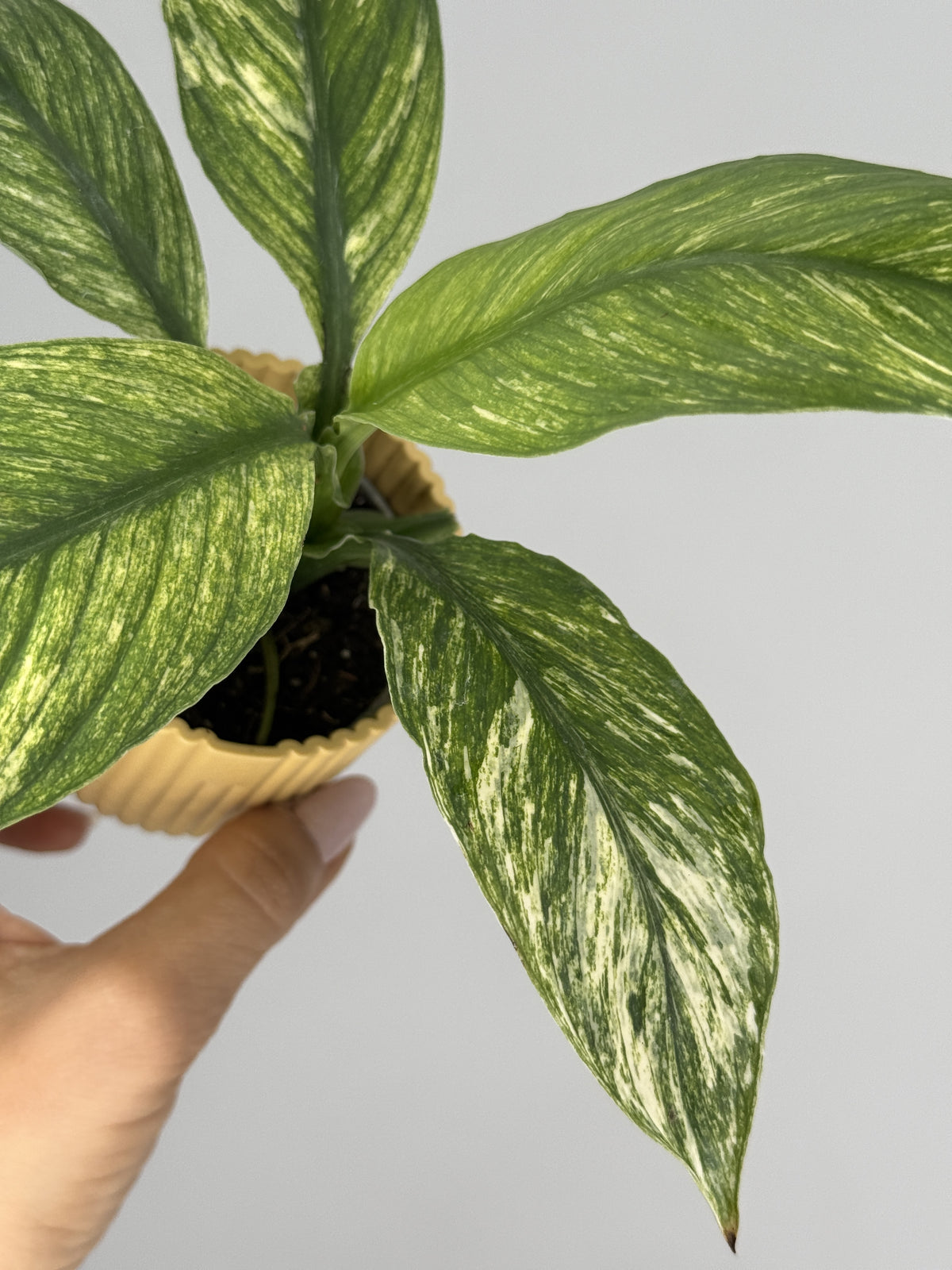 SPATHIPHYLLUM SENSATION VARIEGATA M6