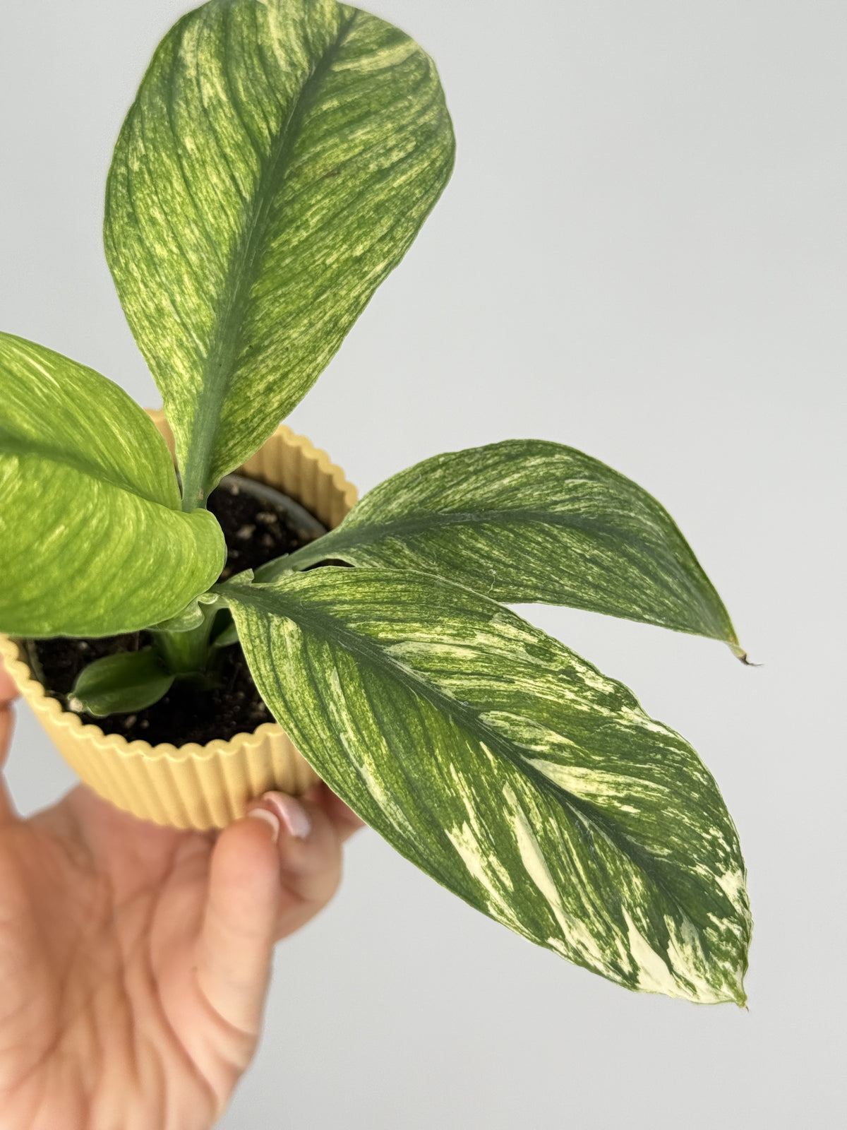 SPATHIPHYLLUM SENSATION VARIEGATA M6
