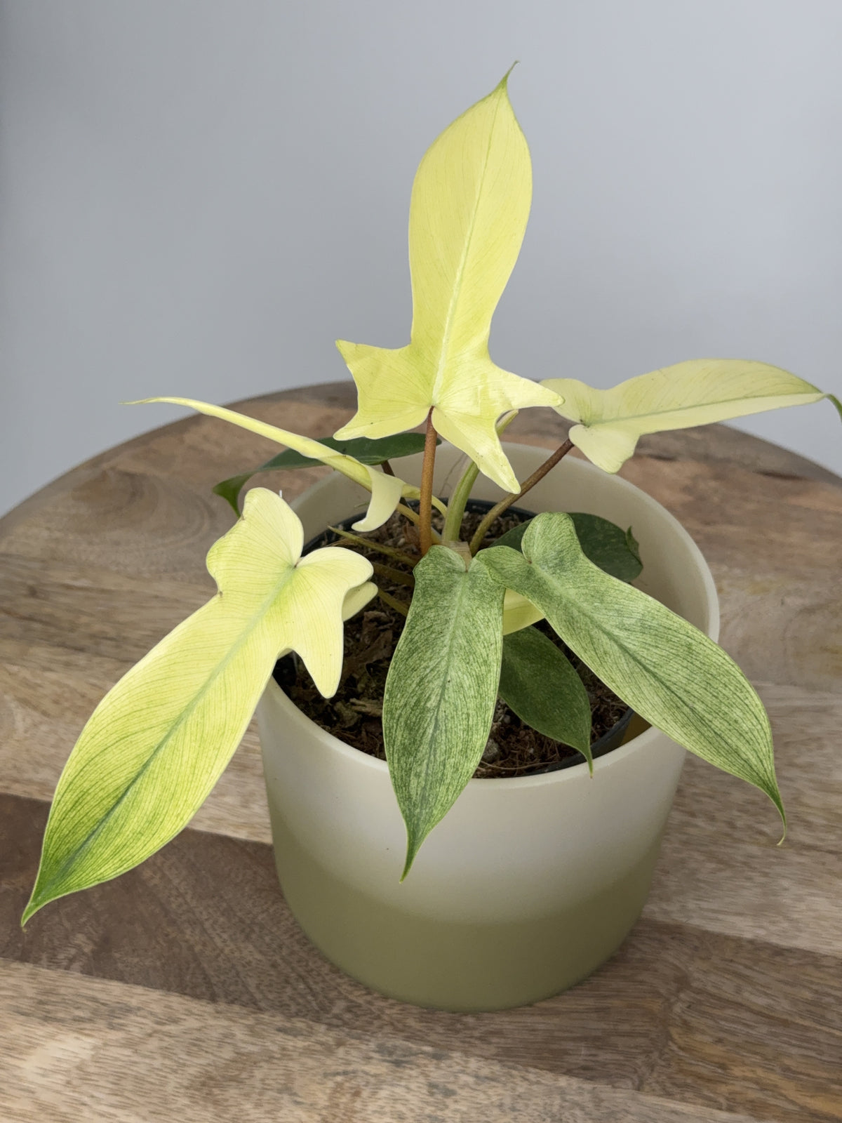 PHILODENDRON FLORIDA GOST M12