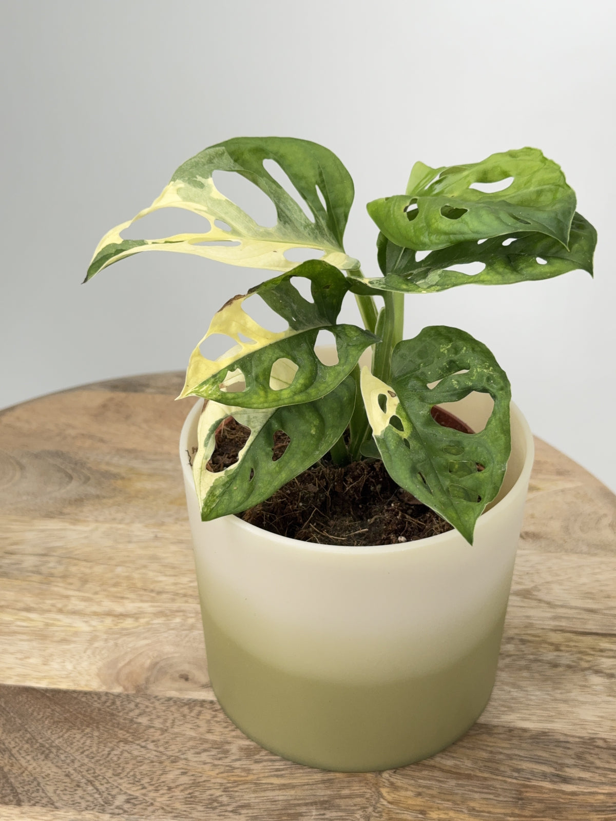 MONSTERA ADANSONII VARIEGATA M12