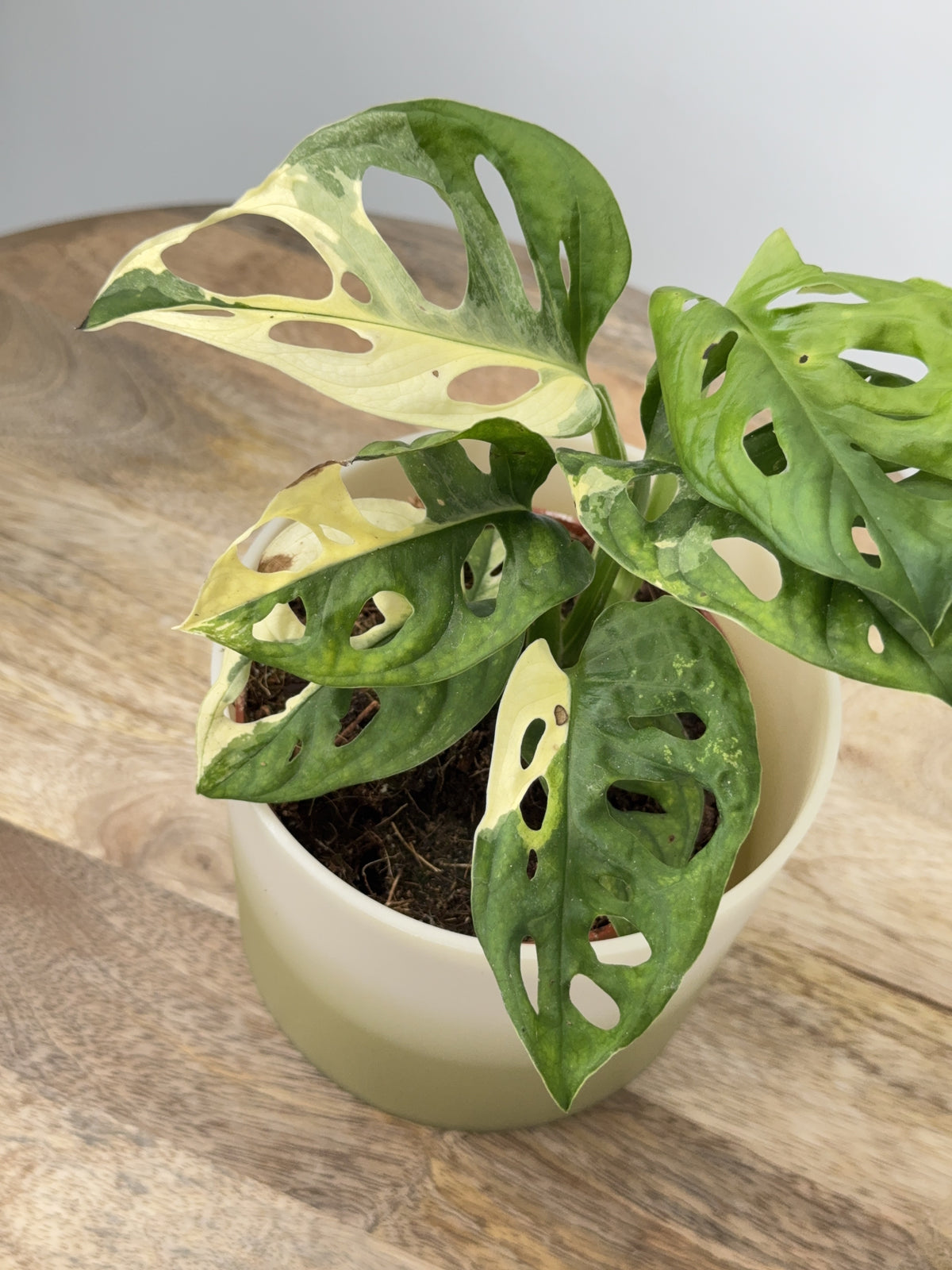 MONSTERA ADANSONII VARIEGATA M12