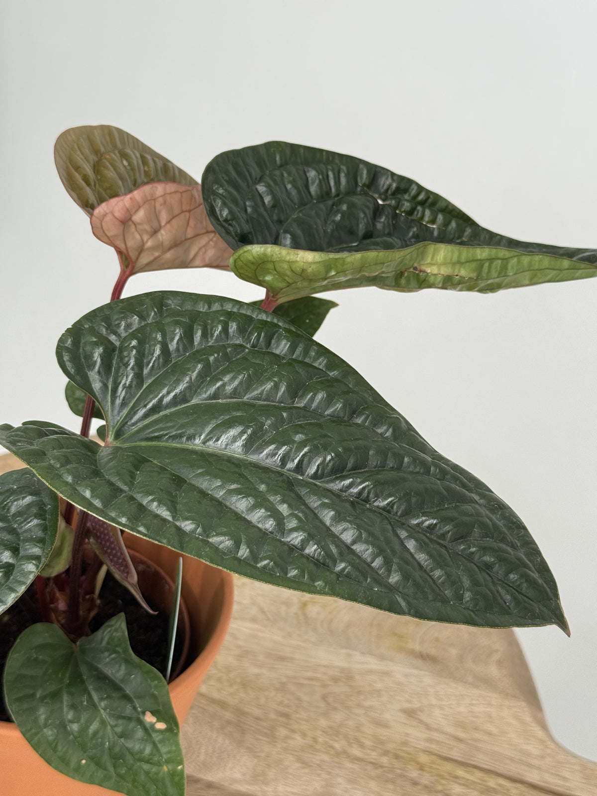 ANTHURIUM RADICANS X LUXURIANS M12