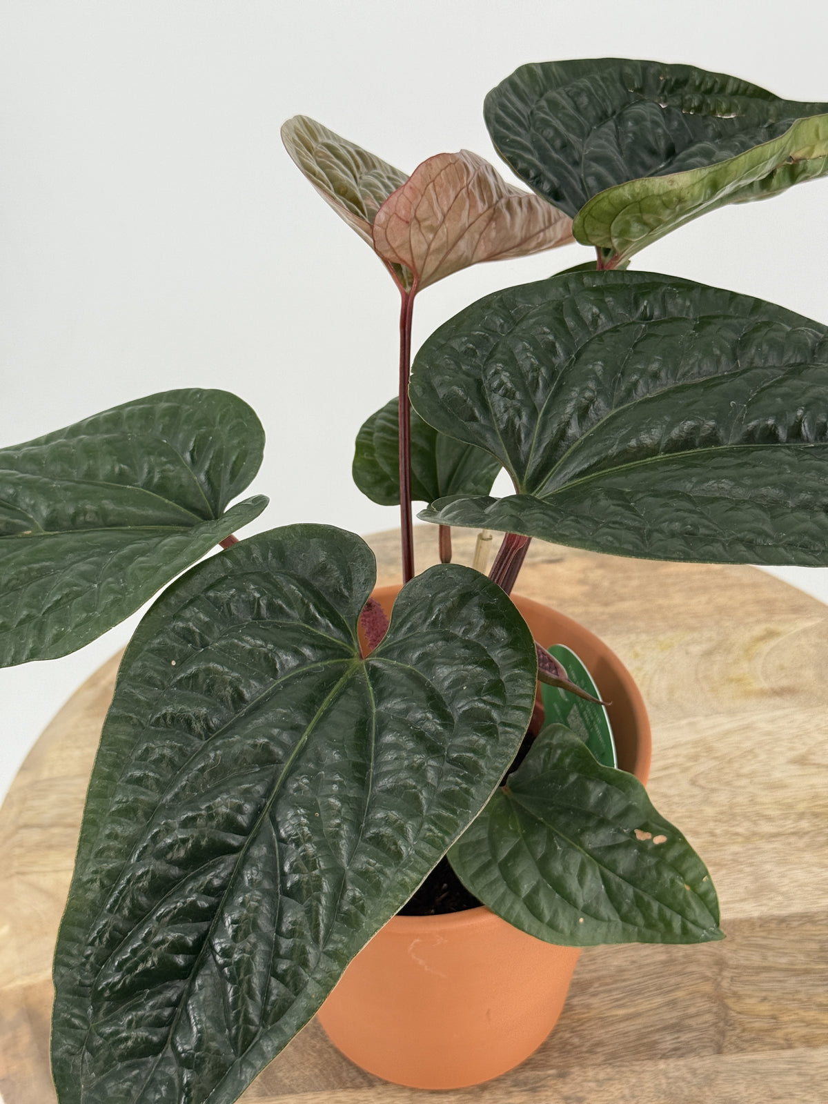 ANTHURIUM RADICANS X LUXURIANS M12